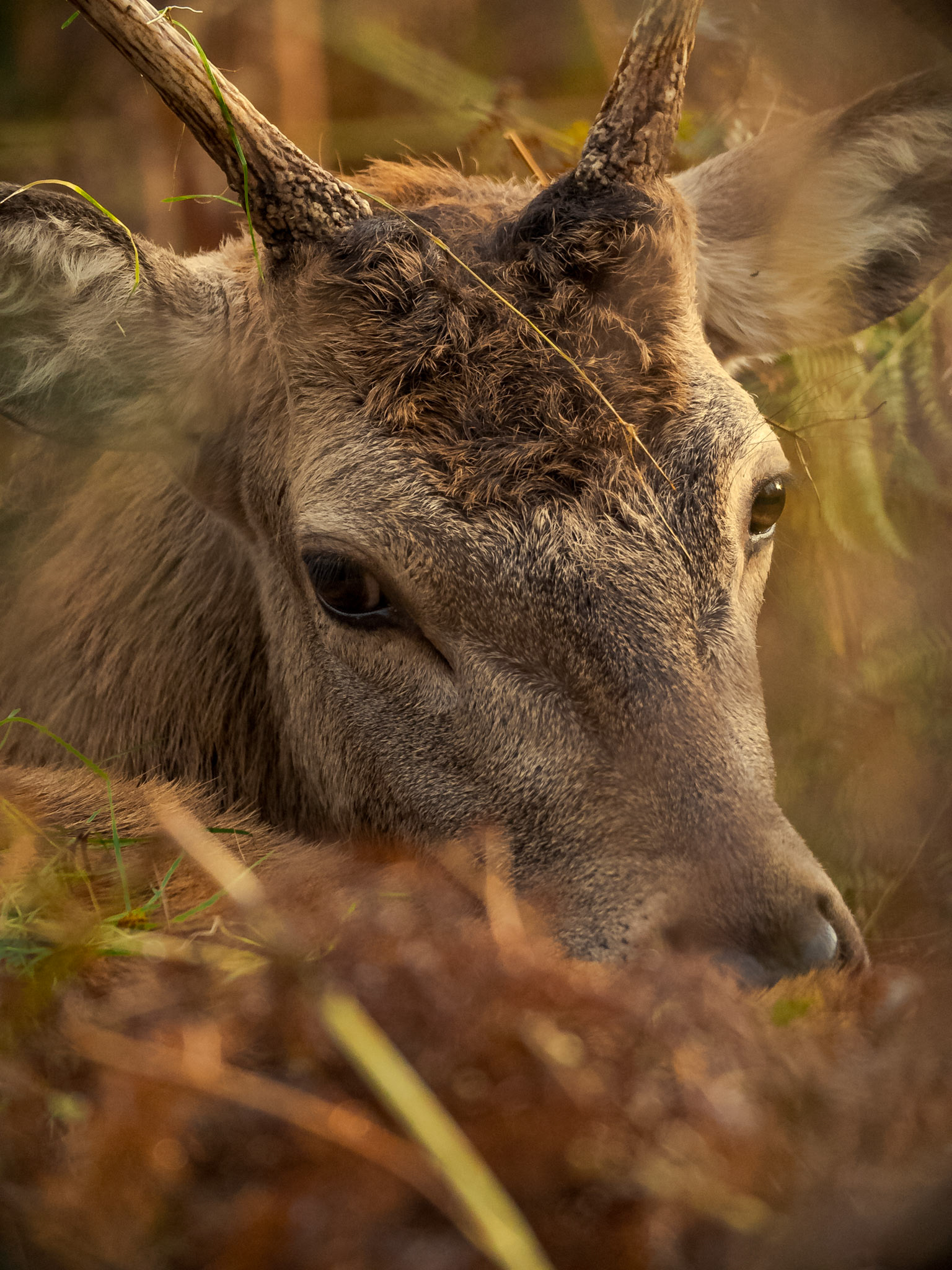 A young Red Deer Stag hides in the foliage during the Autmn Deer Rut in Bushy Park