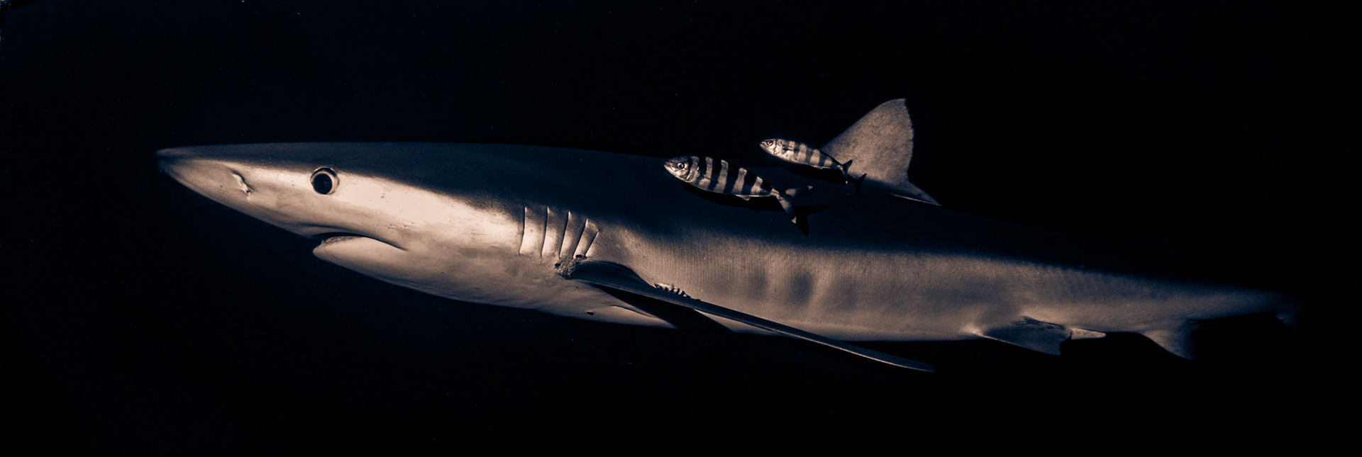 Blue Sharks are often accompanied by Pilot fish on the look out for scraps and parasites.  Swimming close to the Shark in its slipstream is more effiecient but it can have drawbacks.  This Blue Shark's sudden change of direction has knocked one of its companions upside down.