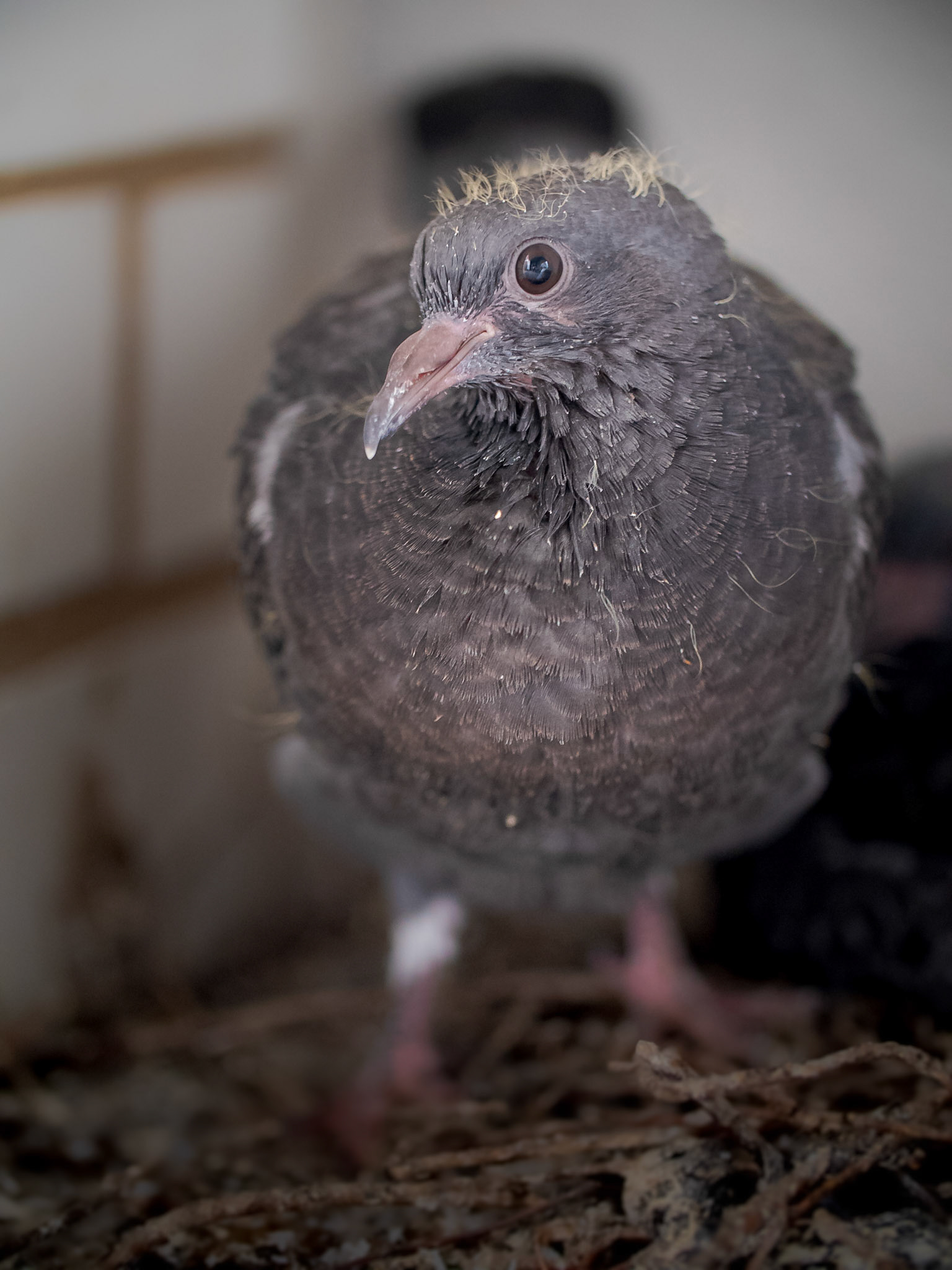 Juvenile Pigeon almost ready to fledge