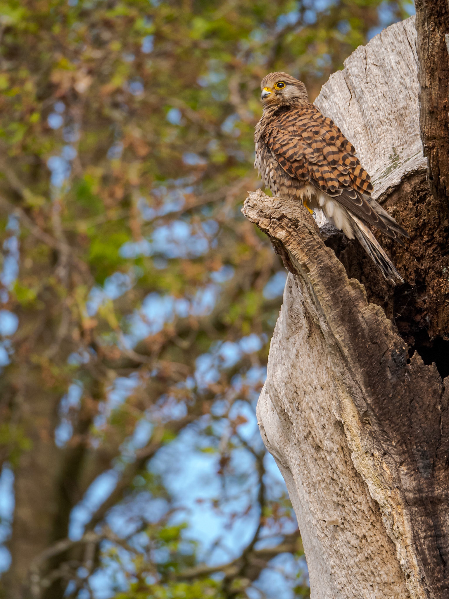 Common Kestrel