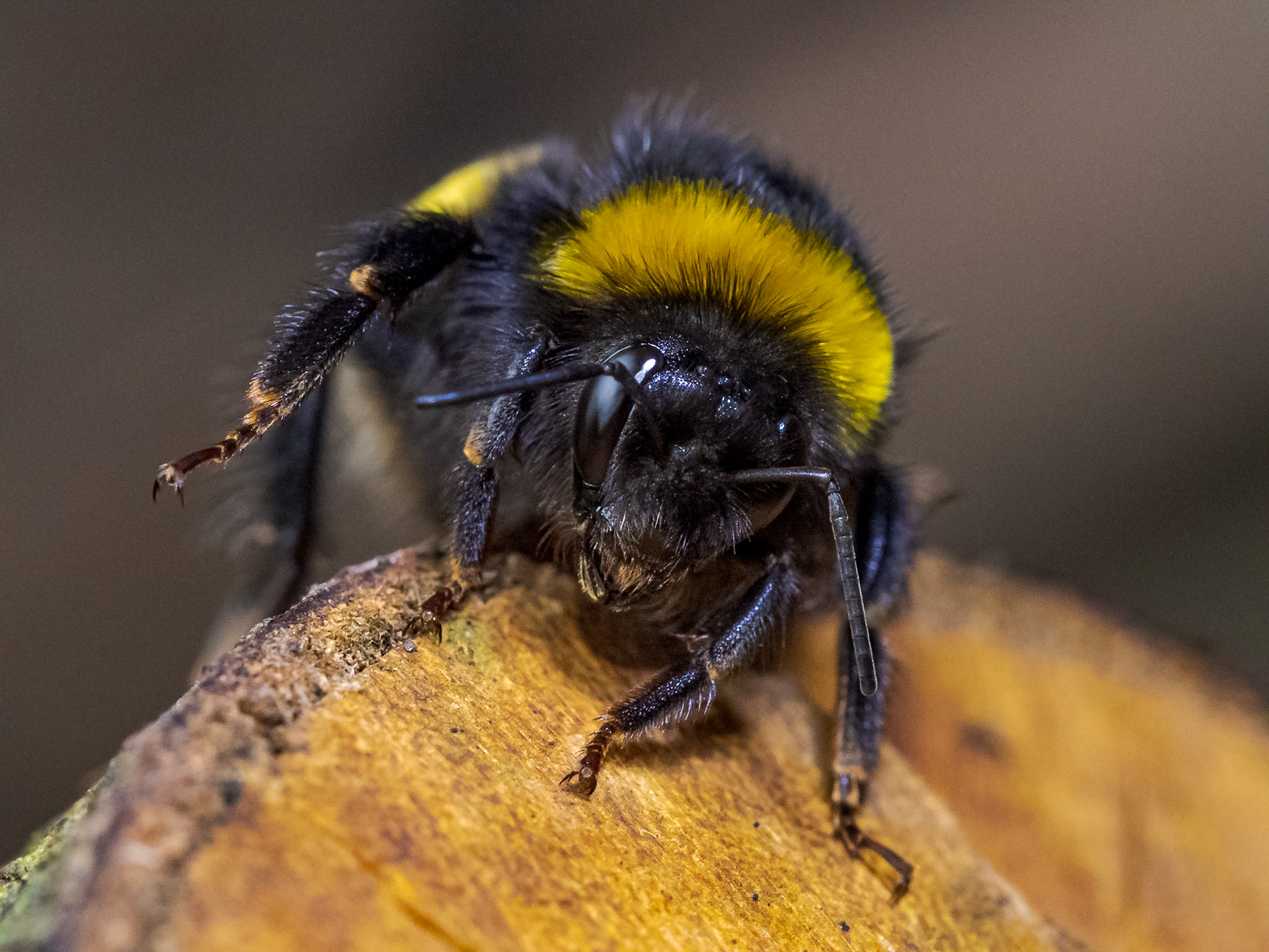 Close Up image of a Bumblebee on a log in Sydenham Hill Wood in South London