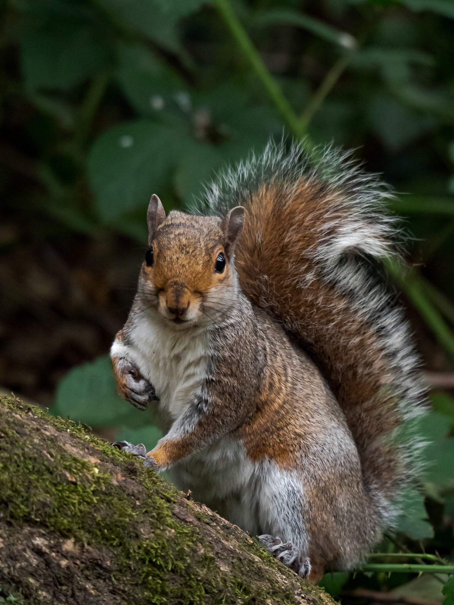 Friendly Grey Squirrel in Wimbledon Common