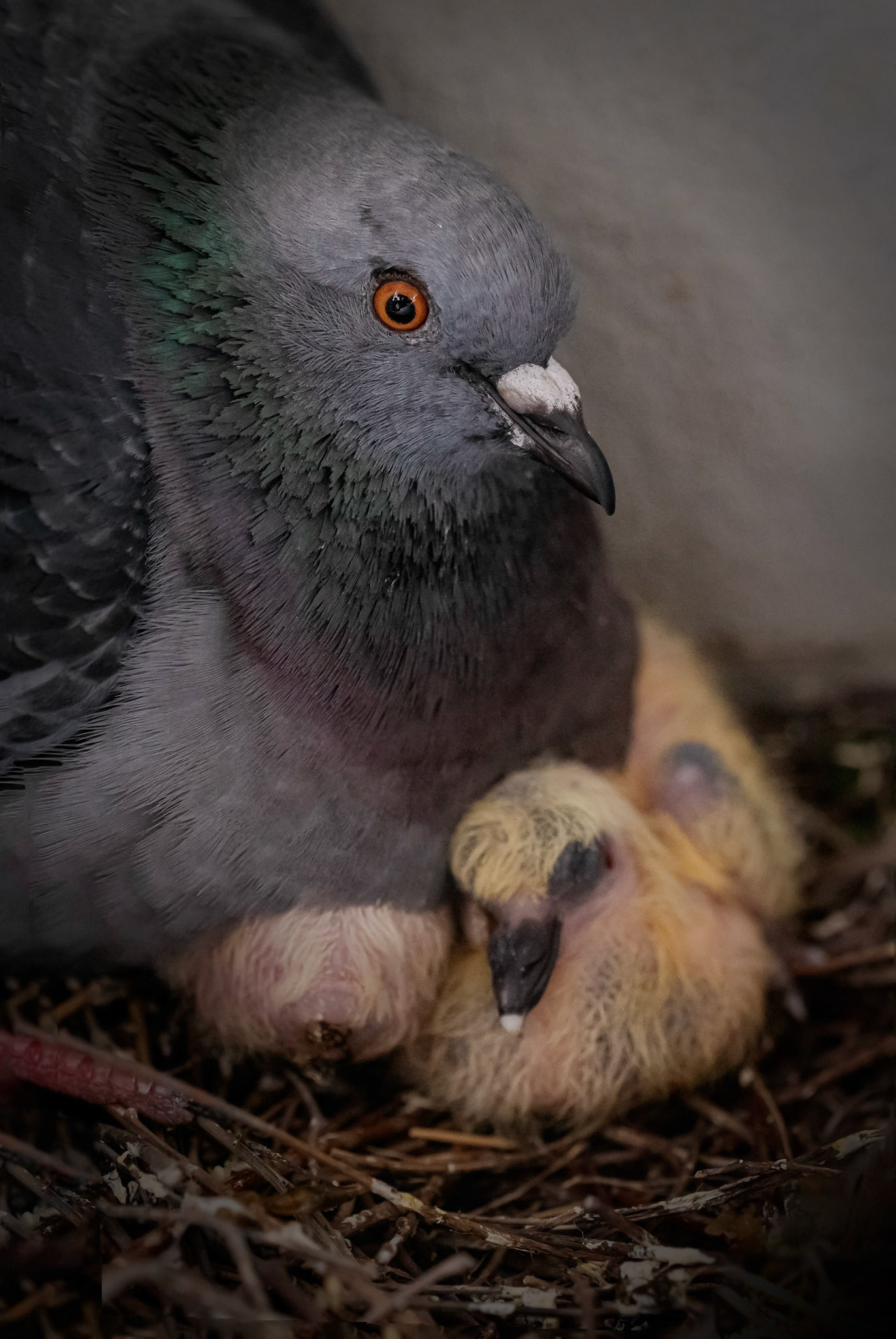 Pigeons on the nest