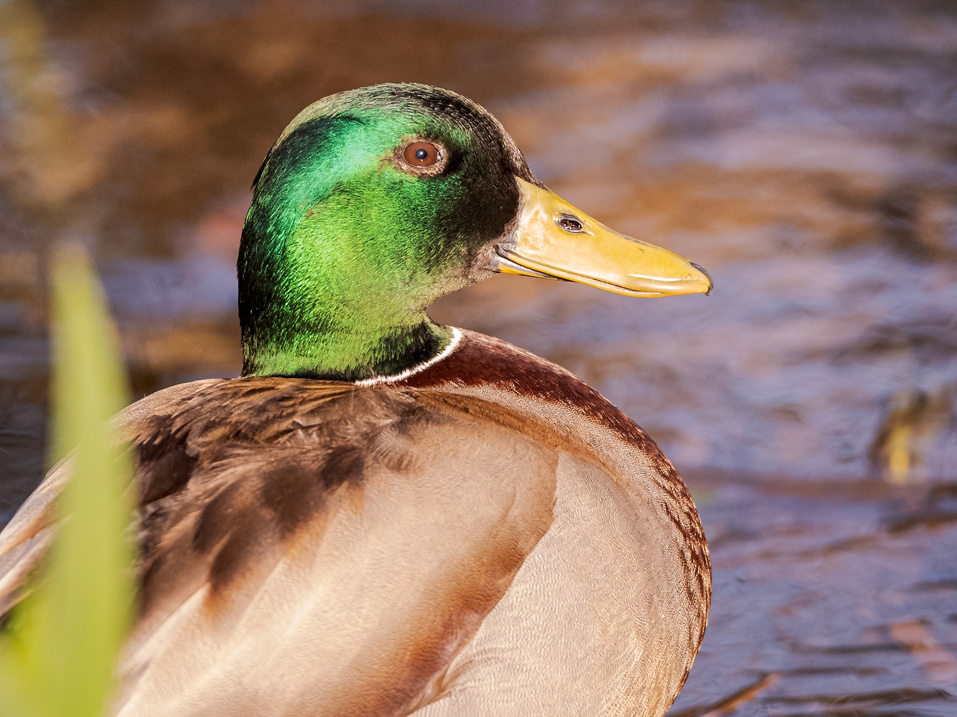 Profile of a Mallard Drake glowing in the sunlight.
