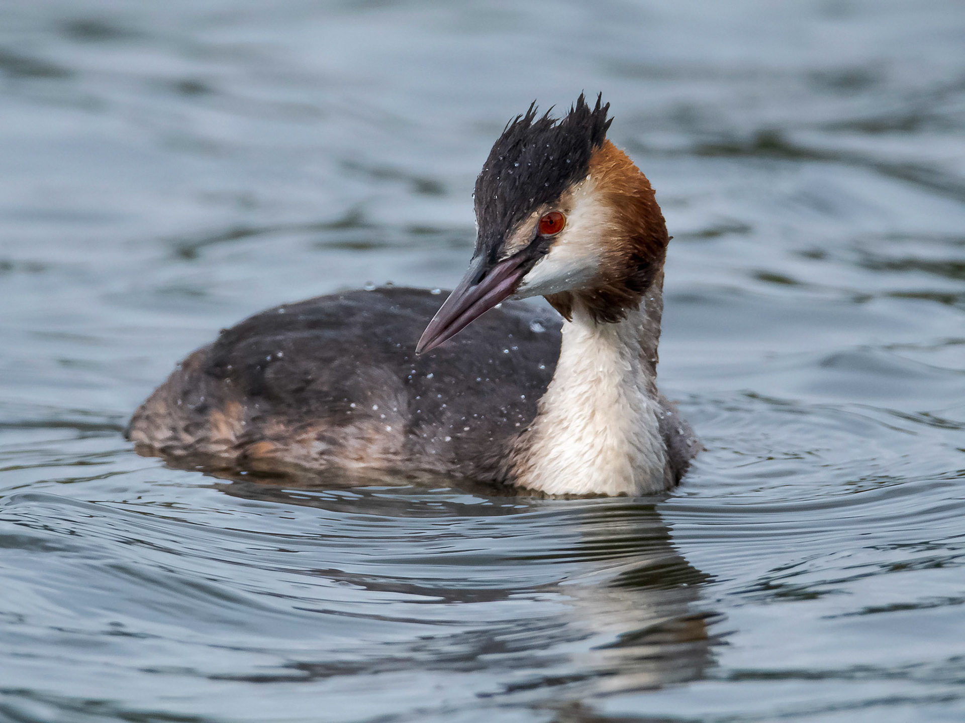 Great Crested Grebe (Podiceps cristatus) Still in its Summer Plumage