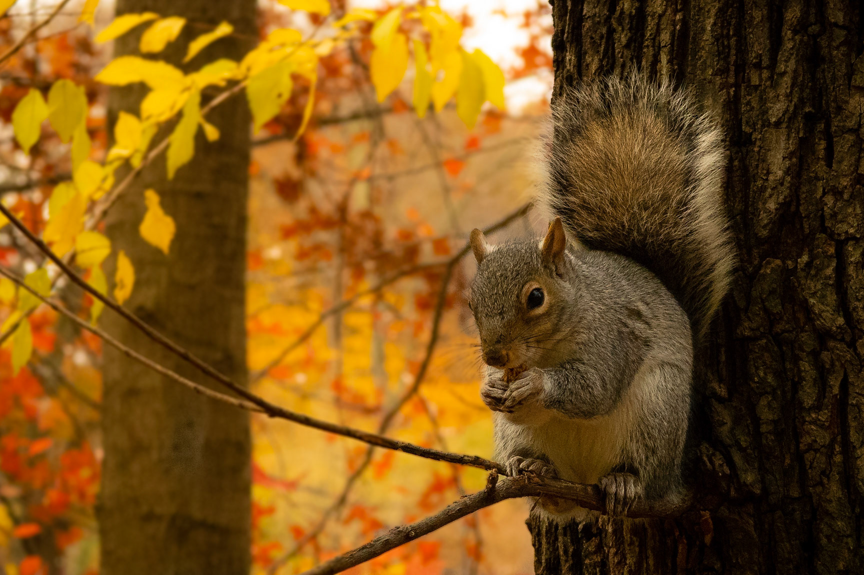 Squirrels were introduced to parks across the US in the late 1800s.  An encounter with a central park squirrel may be the only positive natural intraction that many city dwellers had.