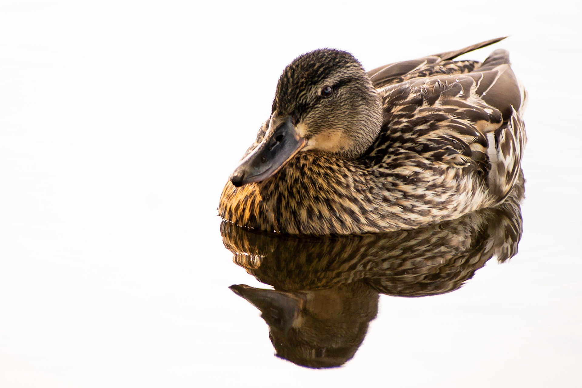 Malard (Anas platyrhynchos); On this summer day the sun was too bright for the dynamic range of the camera to capture any detail.  My eye was drawn to the reflection which has always been a favourite subject of mine and I decided to overexpose the background to capture this isolated image of the female Mallard with her reflection; Richmond Park, London, UK.