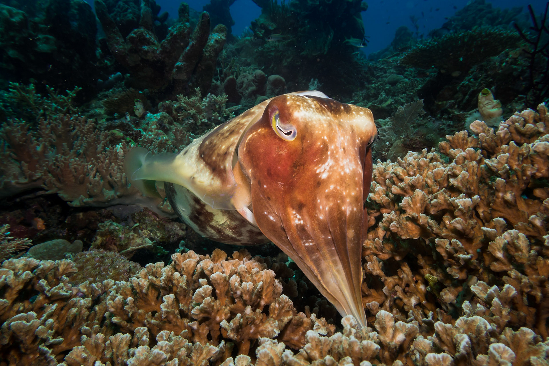 Hunting Cuttlefish, Komodo National Park
