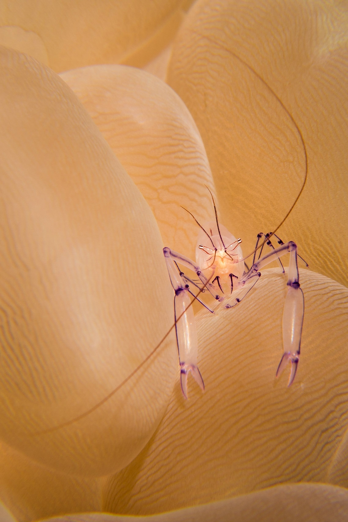 Carid Shrimp in Bubble Anemone, Komodo National Park