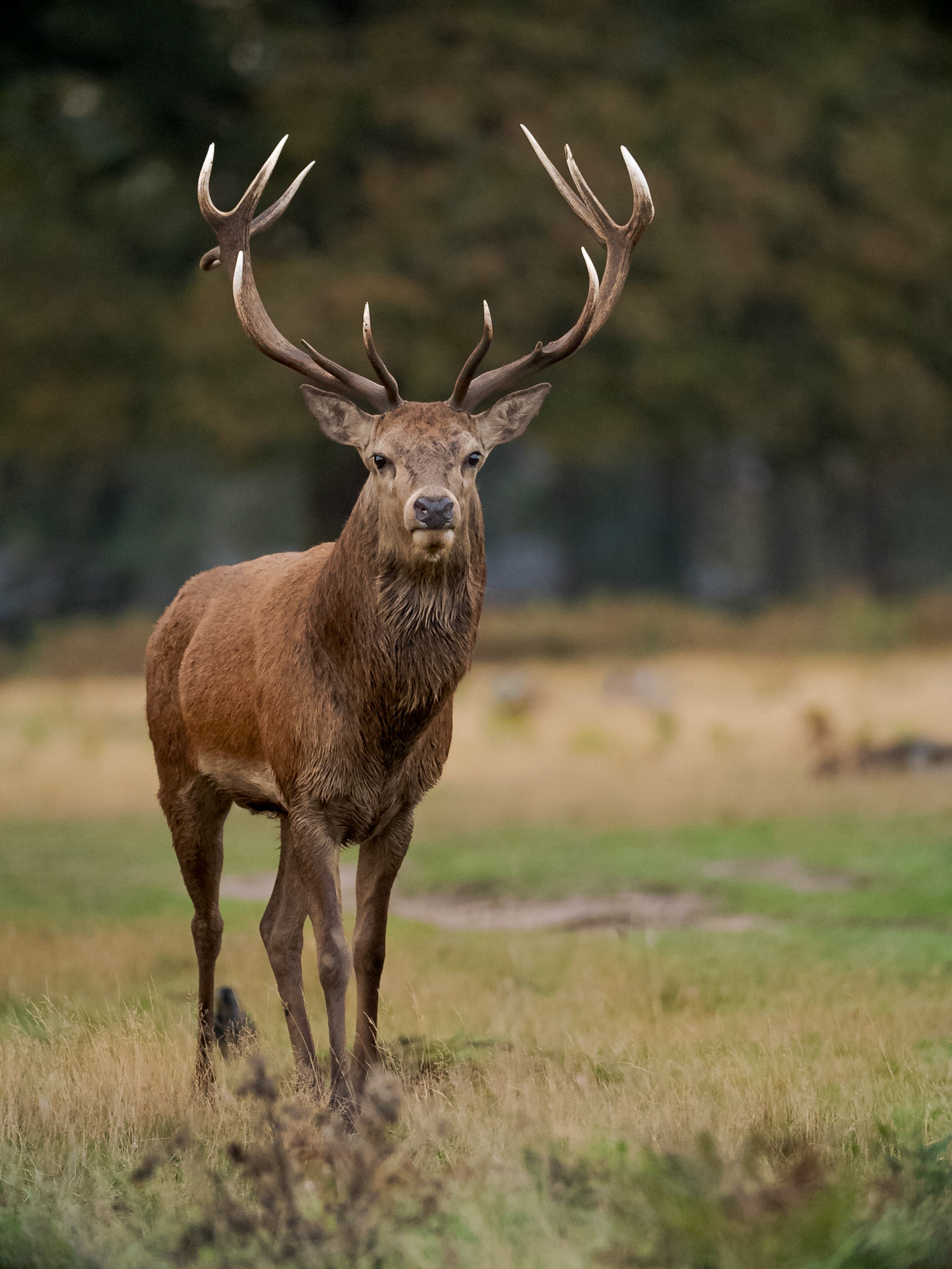 Red Stag in Bushy Park