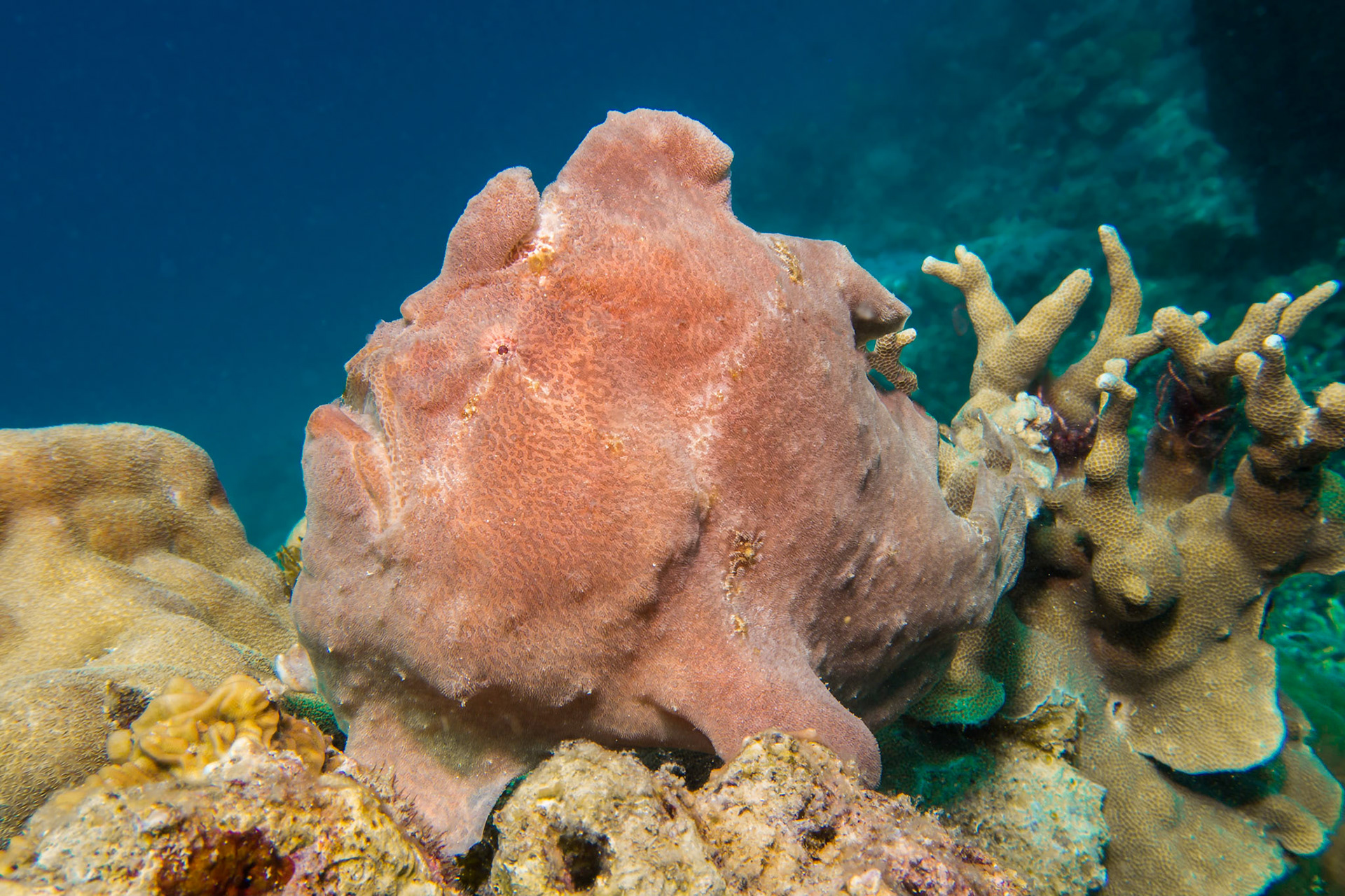 Frogfish, Panglao, Bohol, Philippines