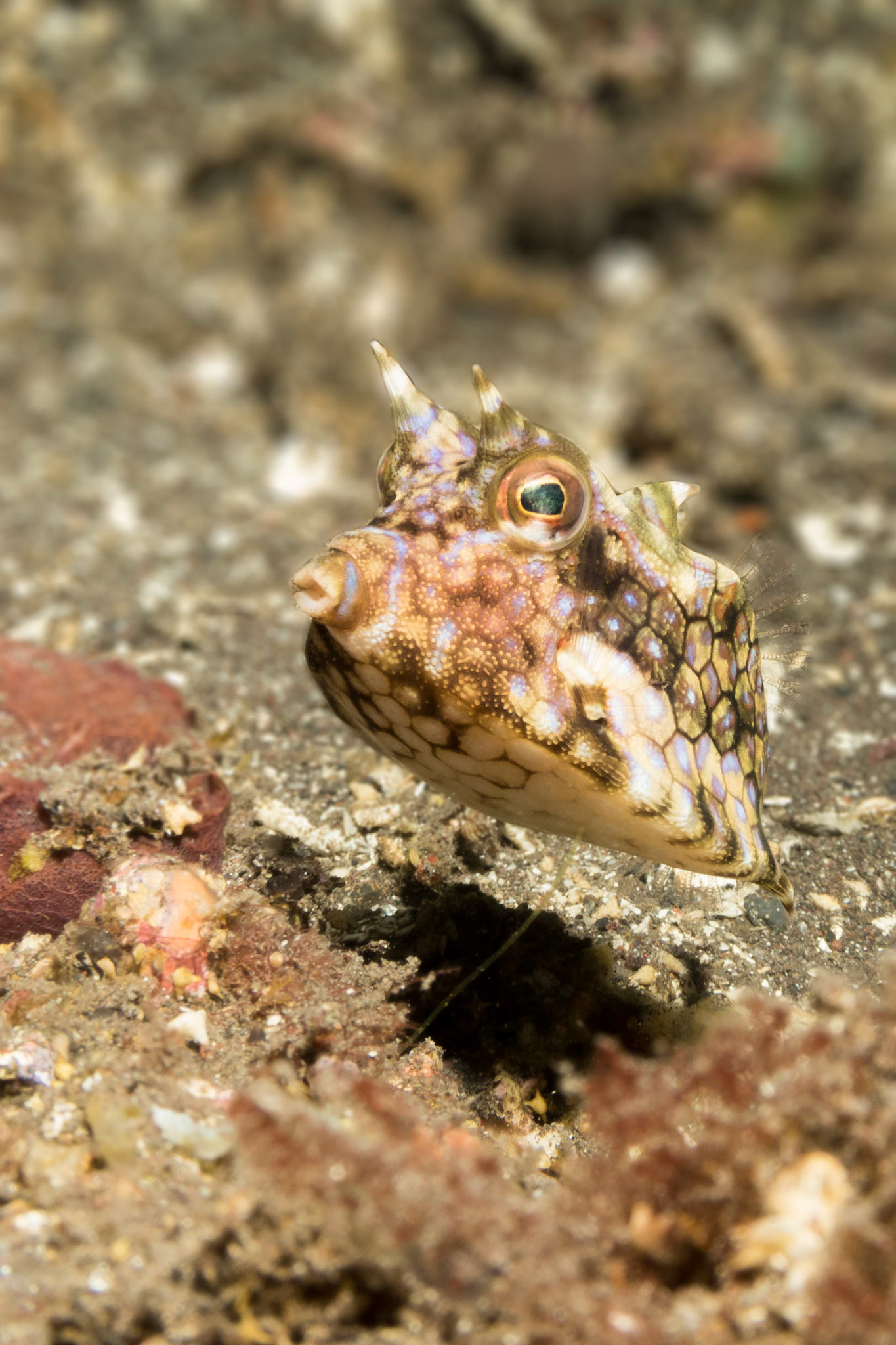 Sidem Divesite, in Tulamben.  Bali, Indonesia.
