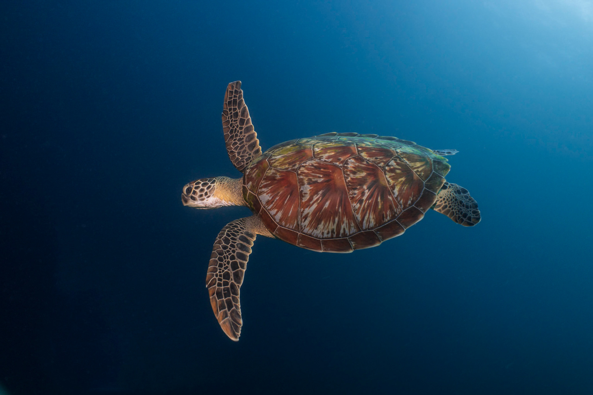 Green Turtle, Panglao, Philippines