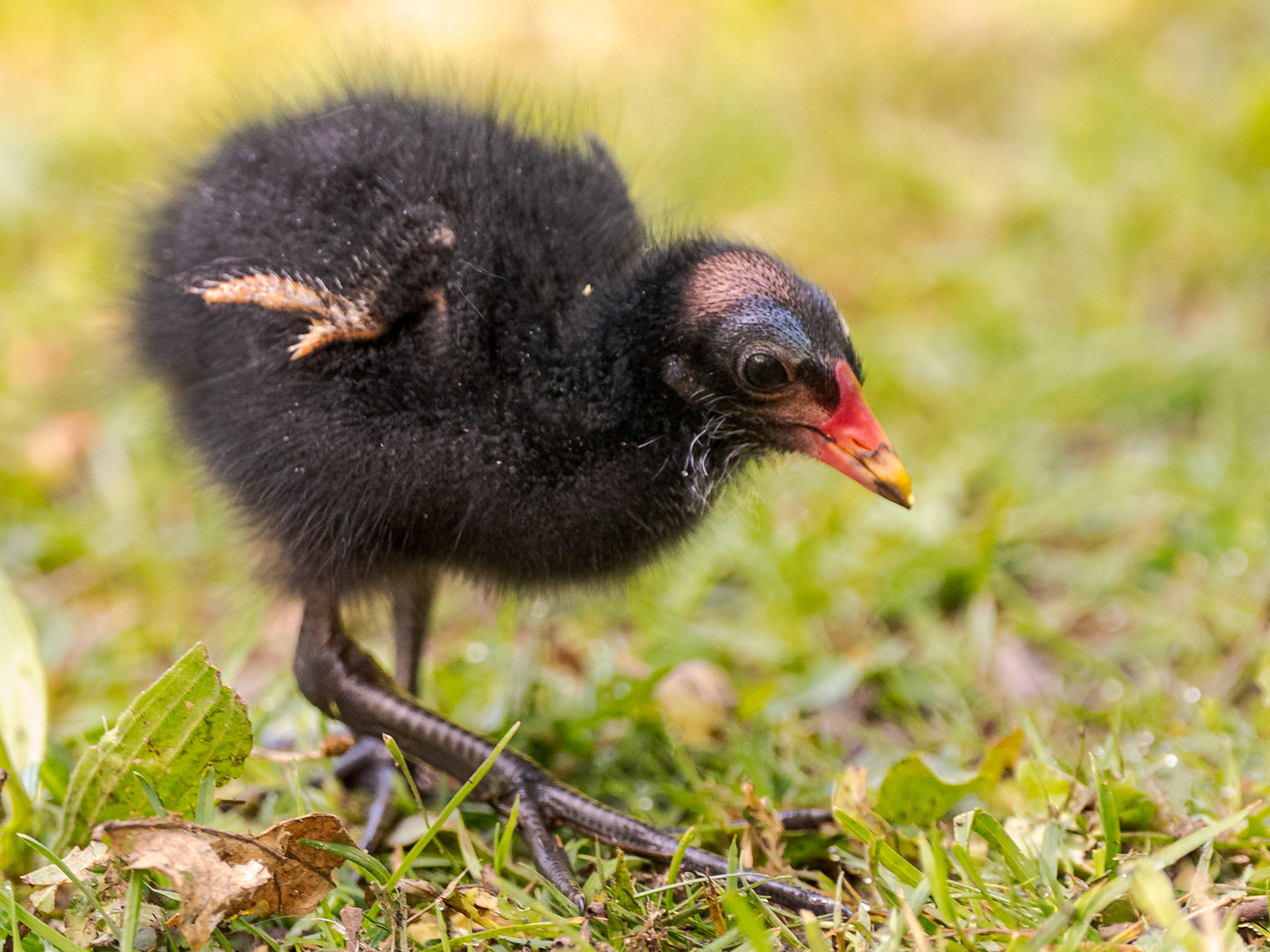 Moorhen Chick