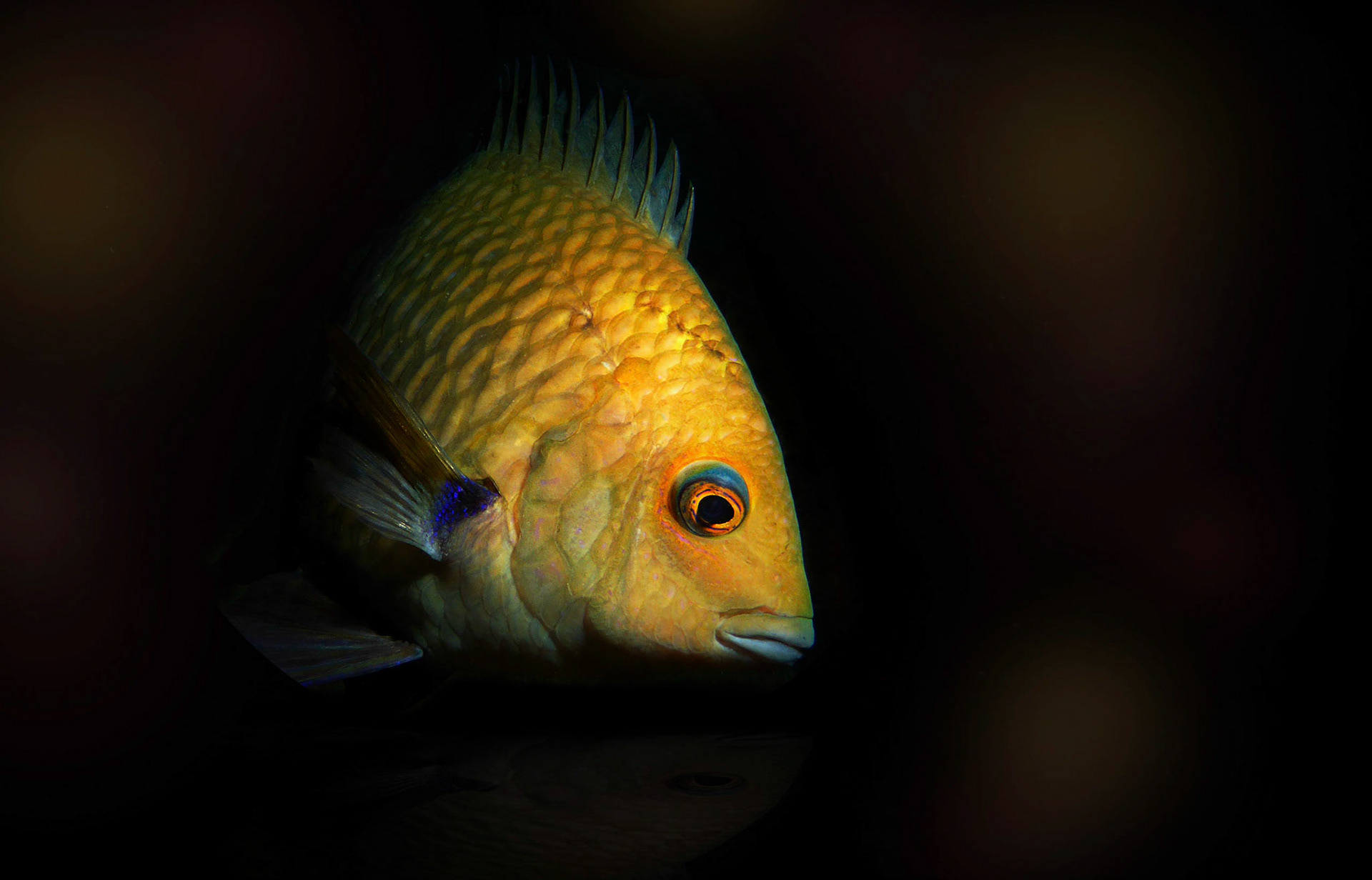 These aggressive little fish are smaller than your fist but will charge at you and even give you a nip if you get too close to their chosen Sponge.