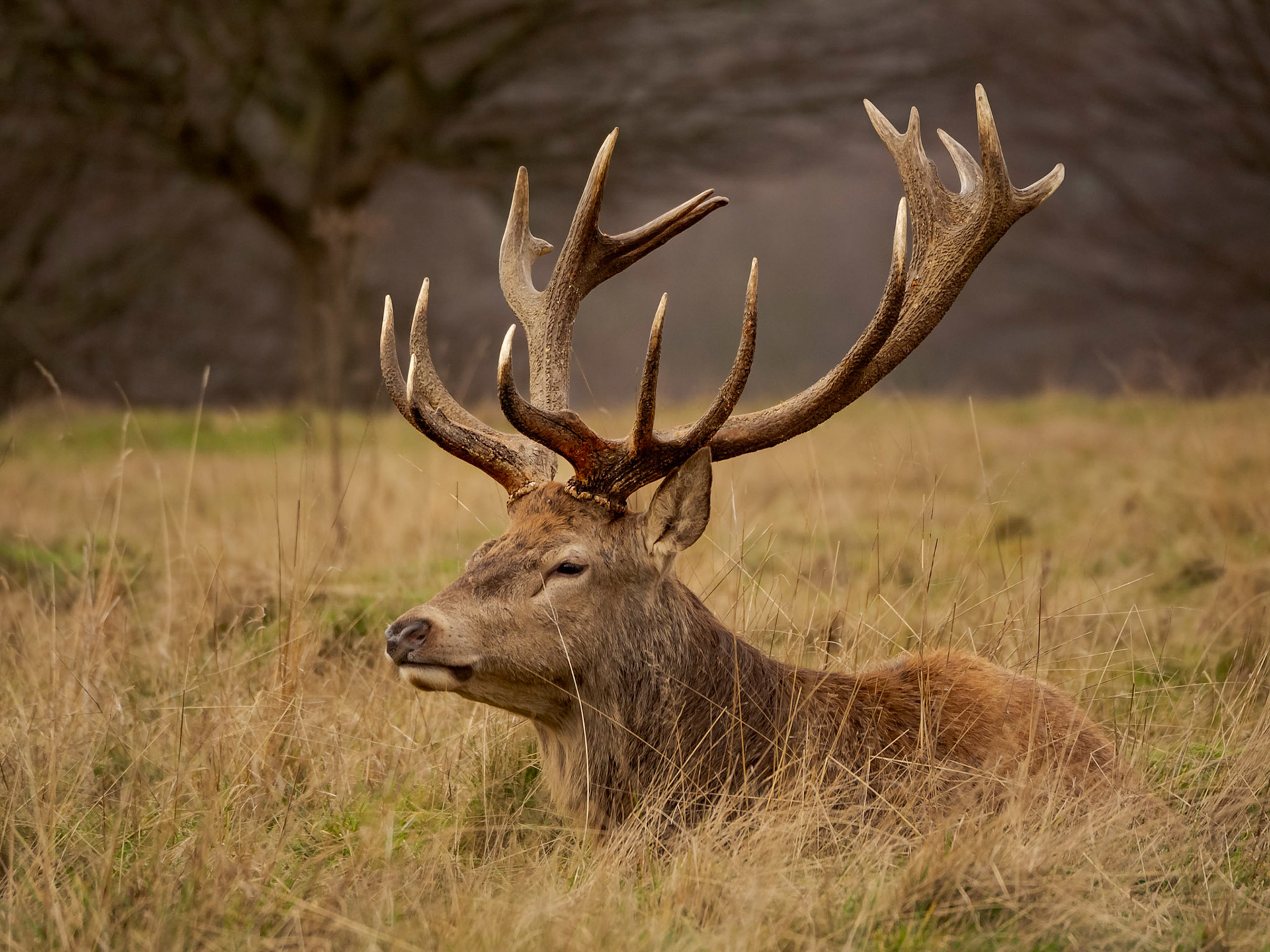 Red Deer