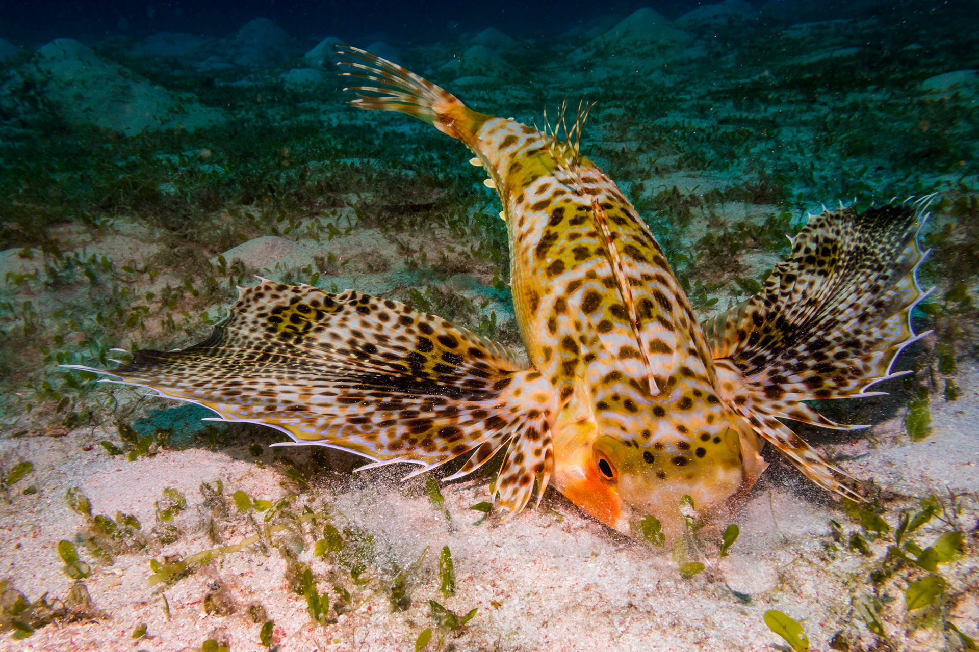 The Flying Gurnard usually spreads its striking "wings" to intimidate potential predators.  This individual seemed to be spreading them to prevent a neary unicorn fish from stealing its meal