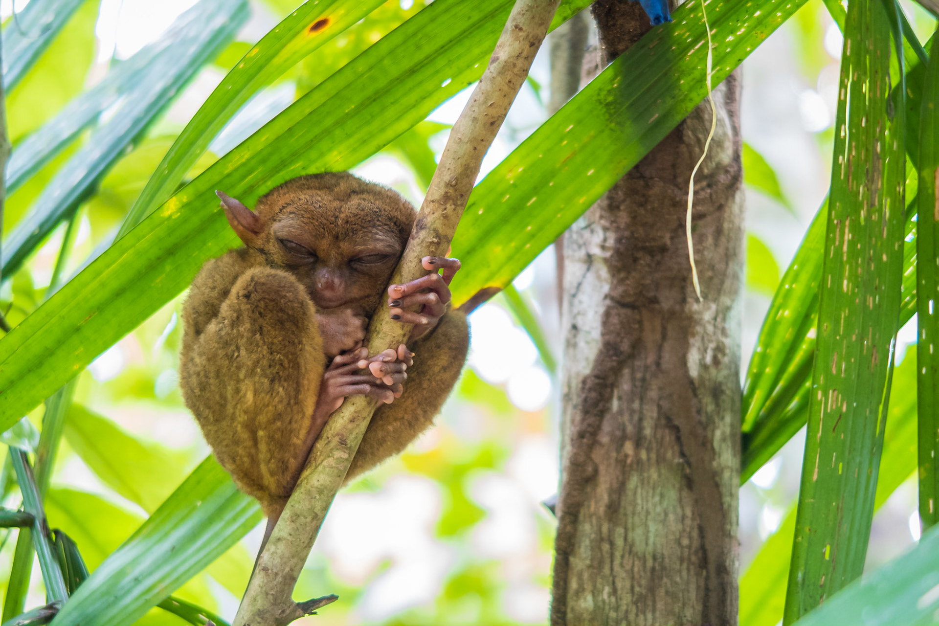 Taken at the Philippine Tarsier Foundation in Bohol, The Philippines.