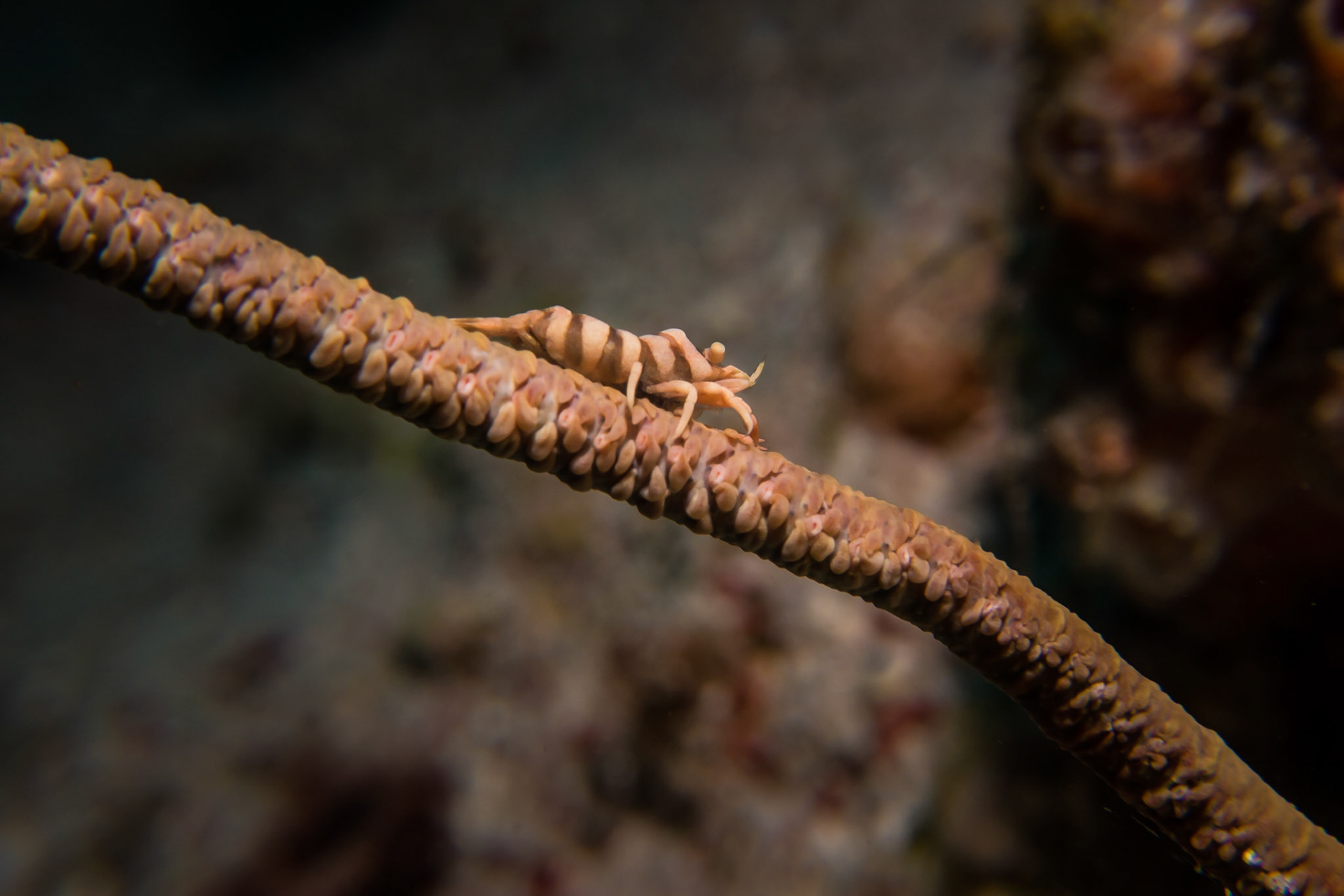 Zanzibar Shrimp, Komodo National Park