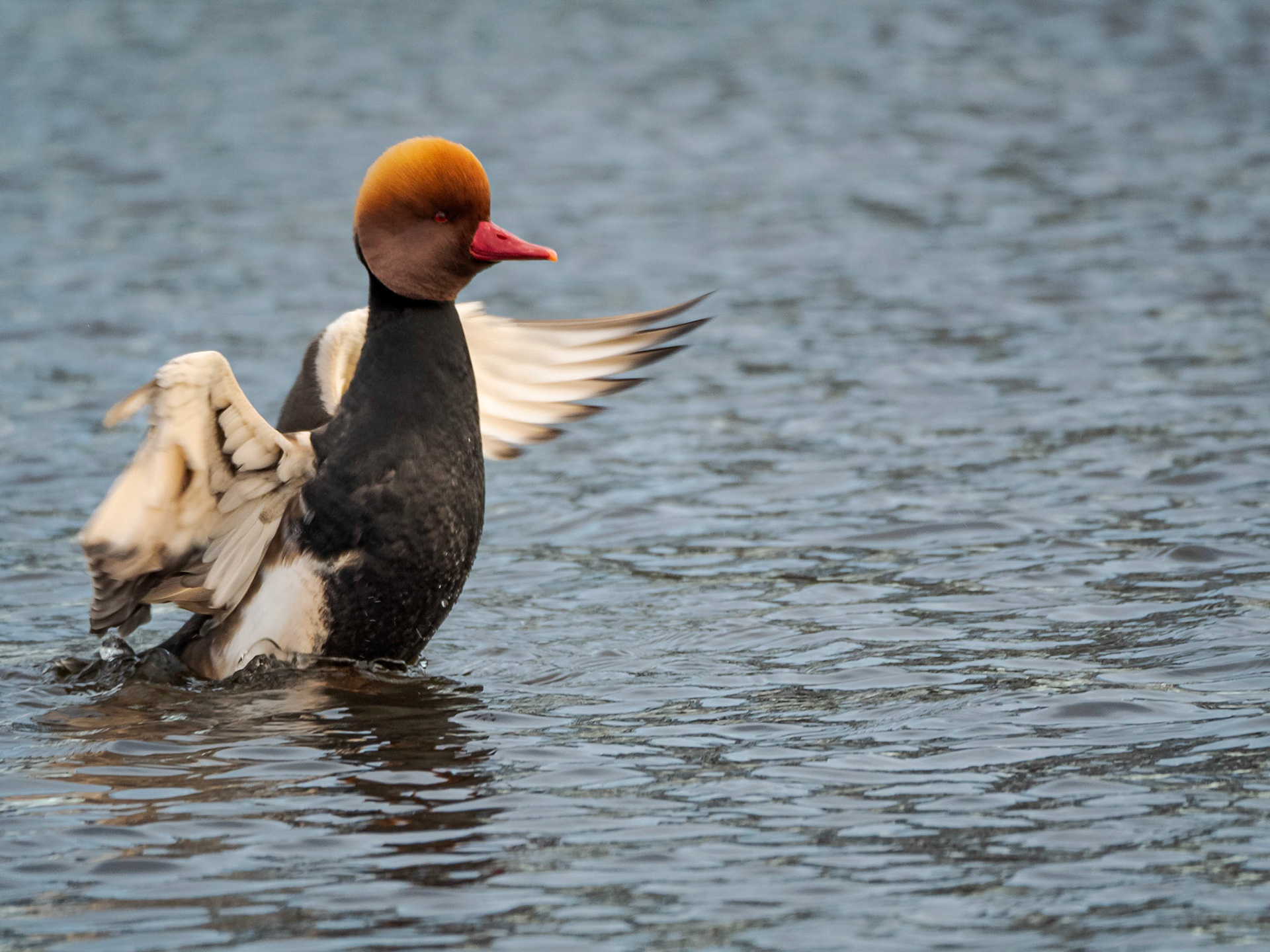 A Male Red-Crested Pochard (Netta rufina) rises up out of the water of an english lake flapping its wings and puffing up its crest on a sunny winters day.