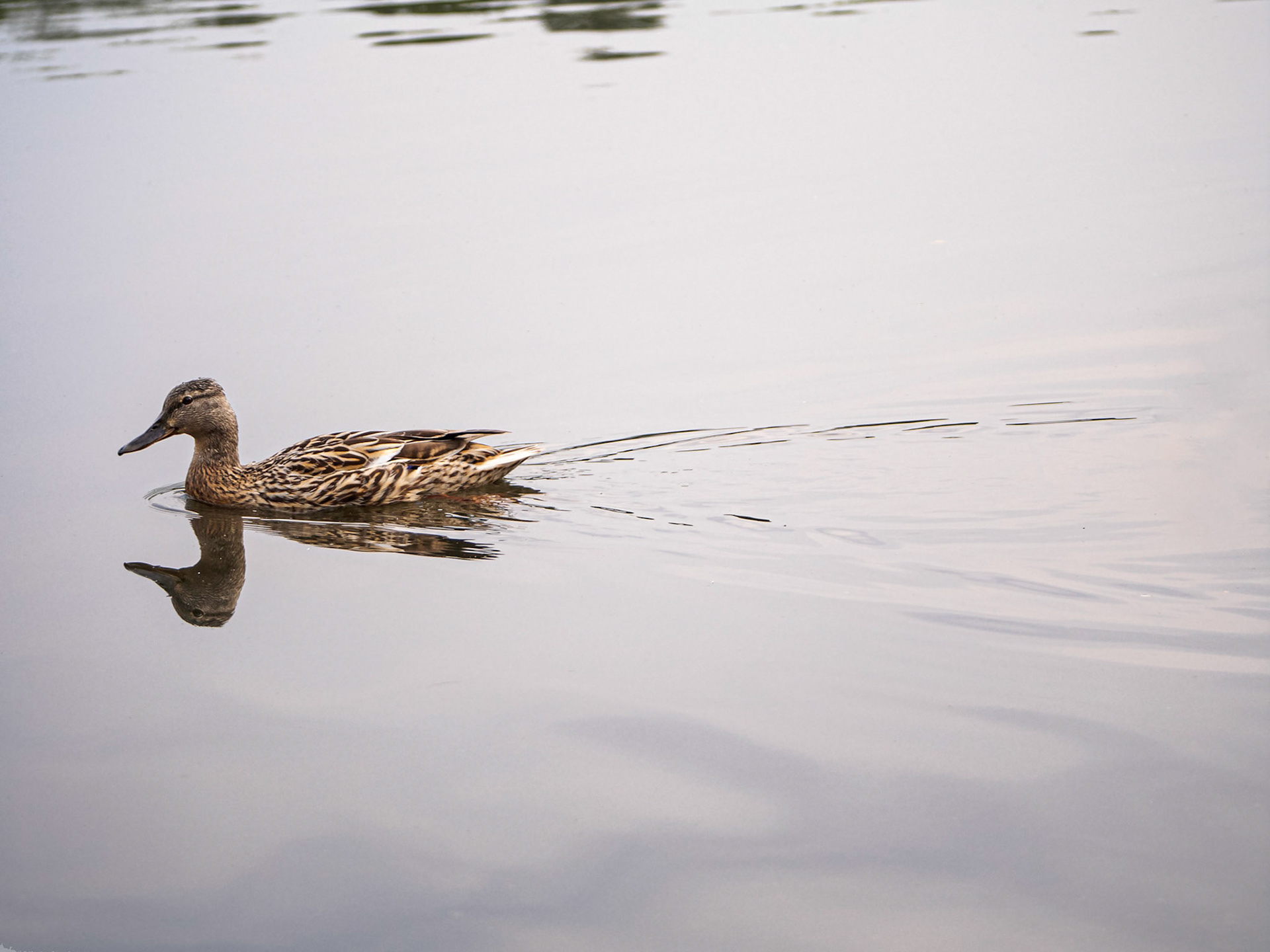 A Mallard Hen (Anas platyrhynchos) makes her way across the lake in London's Richmond Park, UK.