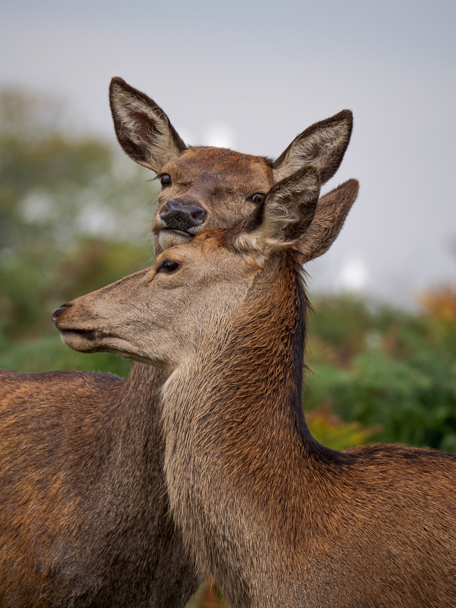 An adolescent Red Deer (Cervus elaphus) rubs aganinst its mother as the Hind keeps eye contact with the photographer on an Autumn day in Richmond Park, London.