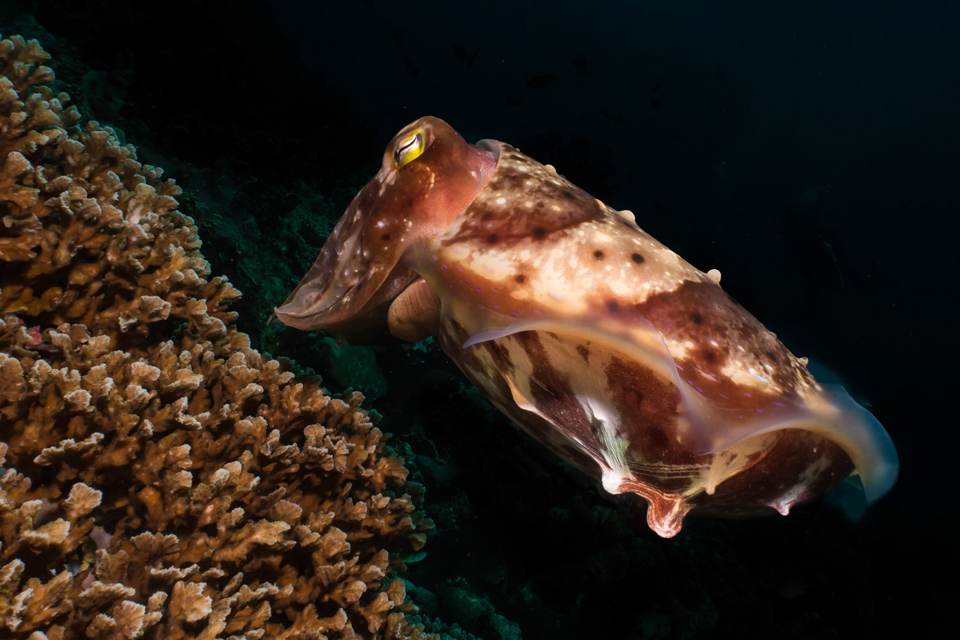 Hunting Cuttlefish, Komodo National Park