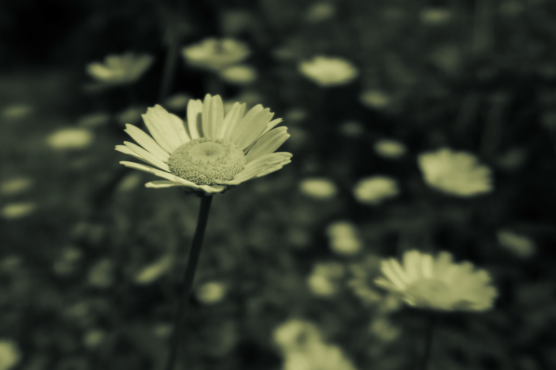 This yellow daisy was in the valley of the Sete Cidades.  The contrast of light yellow and dark green gave me an oppurtubity to experiment with Split Toning