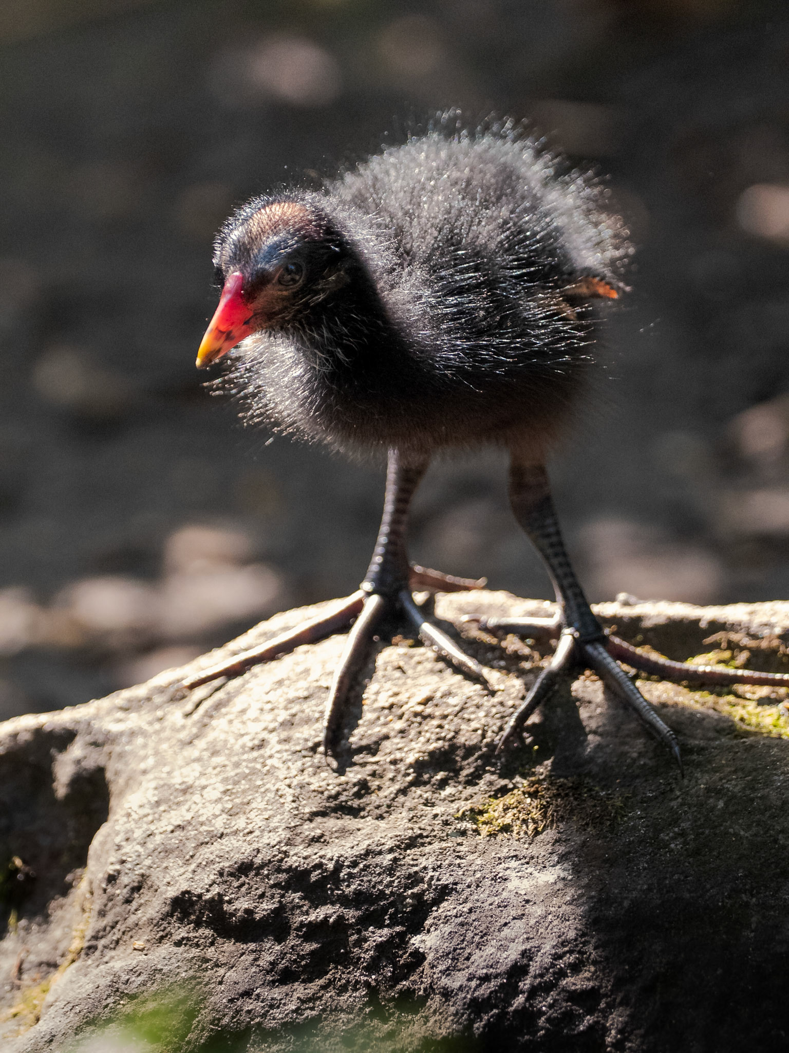 Moorhen Chick
