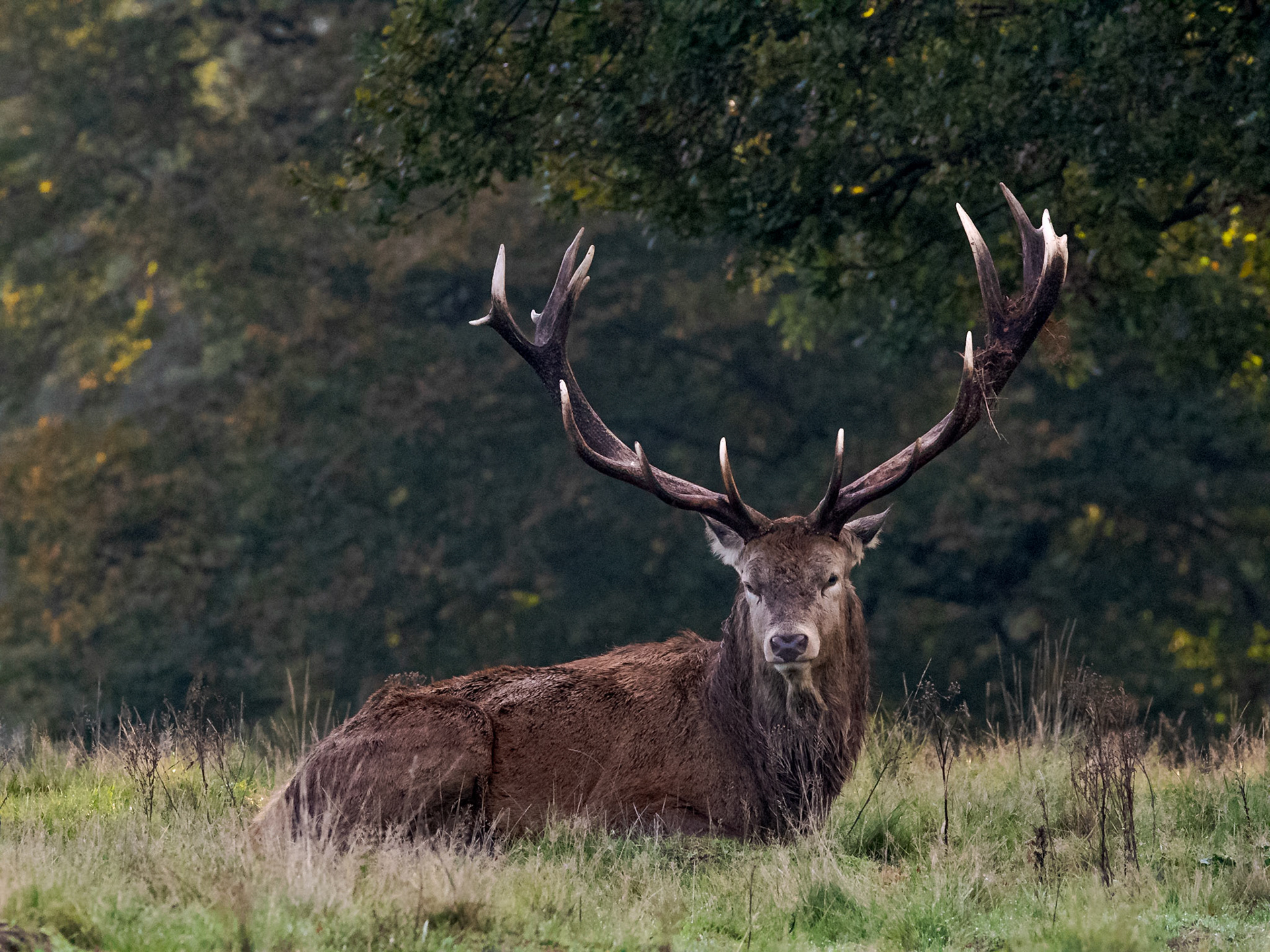 Red Stag in Richmond Park