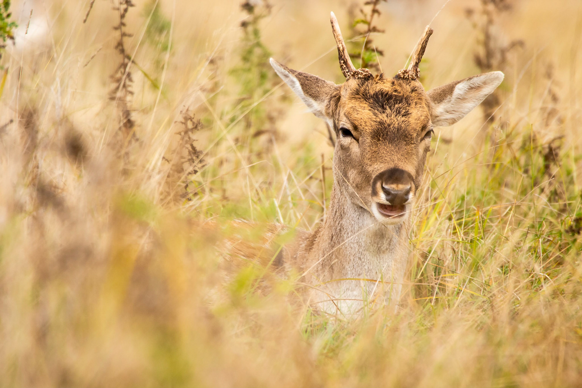 Fallow deer (Dama dama); Like other Ruminants this young Buck must take regular breaks from grazing in order to chew the cud before swallowing its food for a second round of digestion; Richmond Park, London, UK.