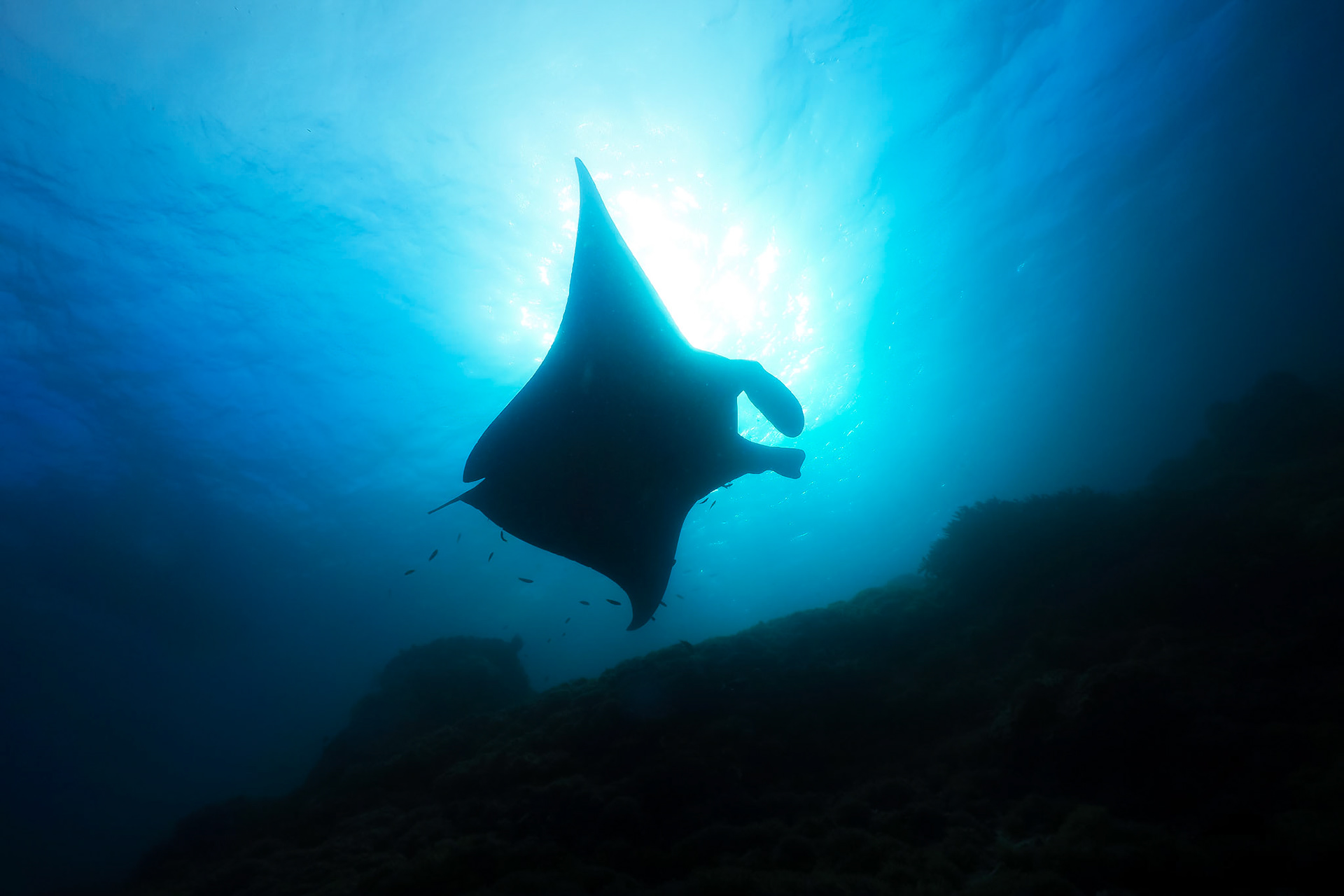 Mauan Manta Sillouette, Komodo National Park
