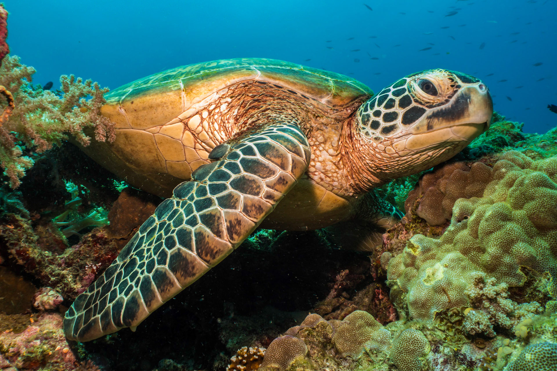 Green Turtles are often found resting on the coral.  When inactive they can stay submerged for several hours between breaths.