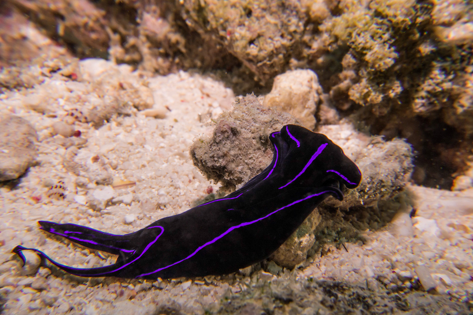 Headshield Sea Slug, Panglao, Bohol, Philippines