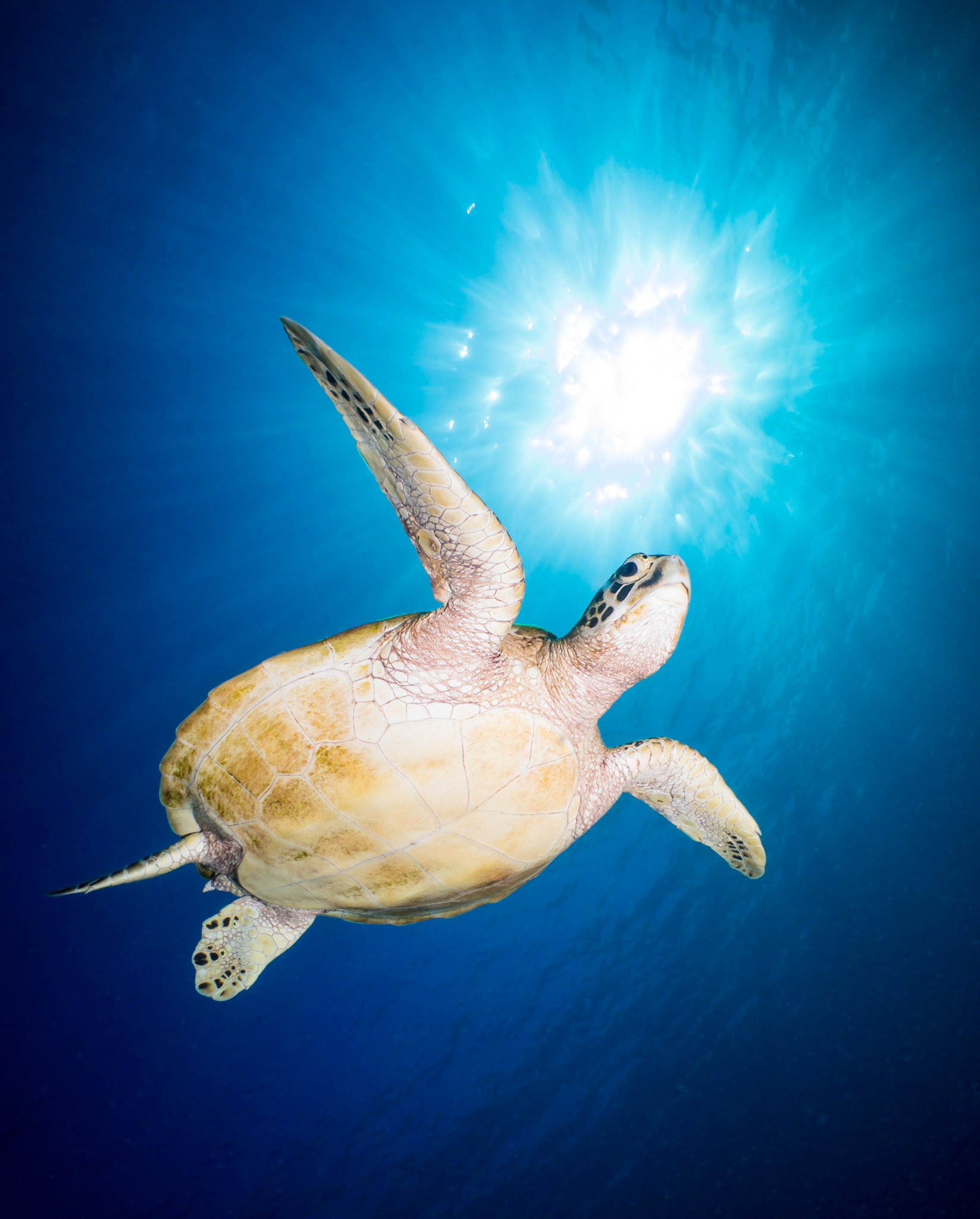 Sunstruck Green Turtle, Komodo National Park