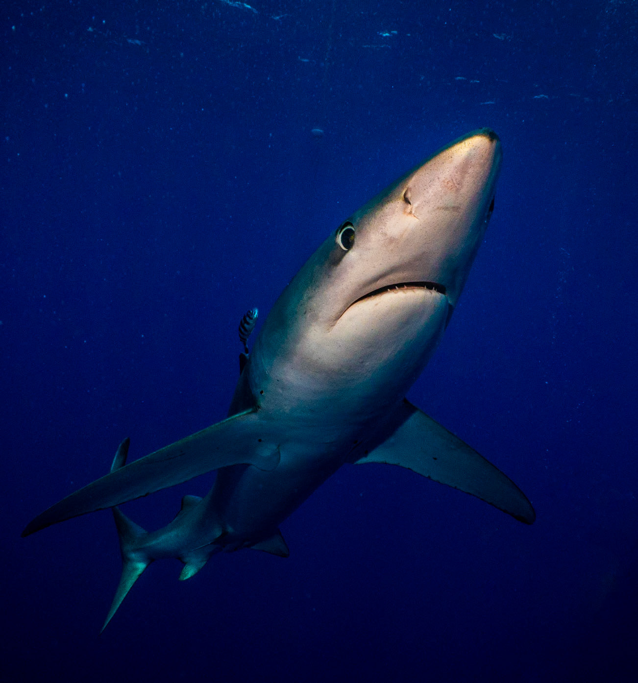 Blue Sharks are a Pelagic species ranging through temperate and tropical waters.  Oppurtunistic feeders they will eat Squid, Crustaceans, small fish and even Plankton as well as any carrion they come across.