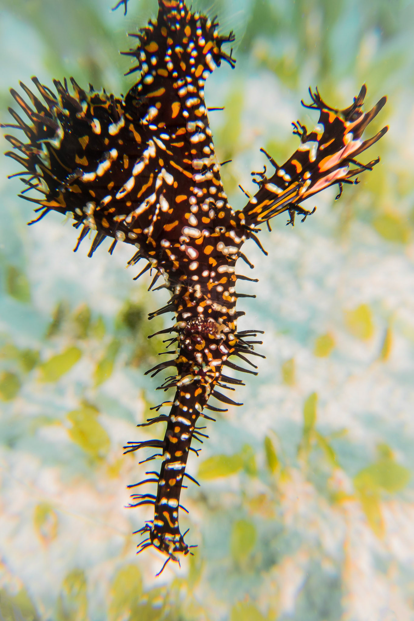 Pipefish, Komodo National Park