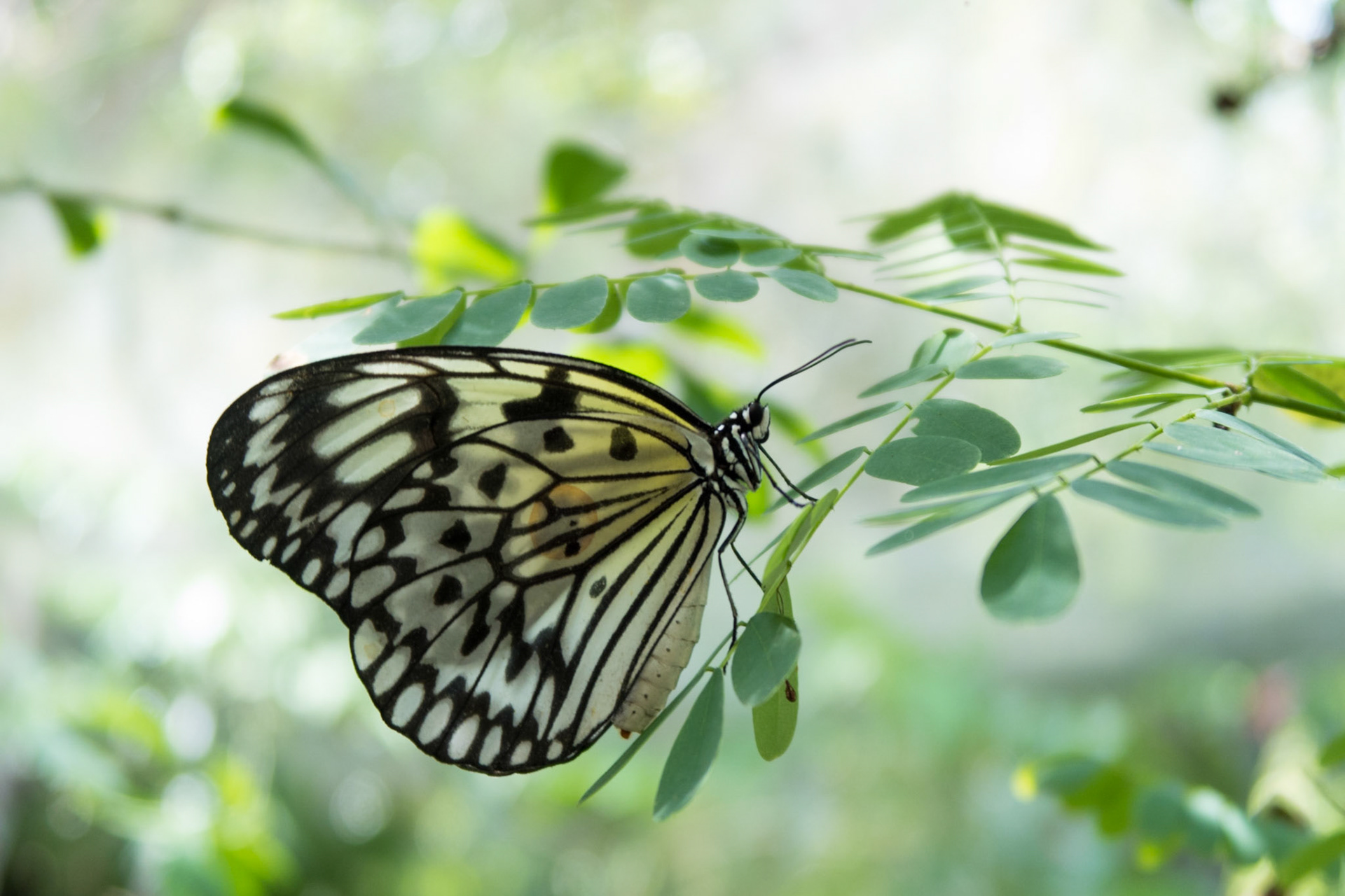Butterflies in the Habitat Butterflies Conservation Center on the Island of Bohol in the Philippines