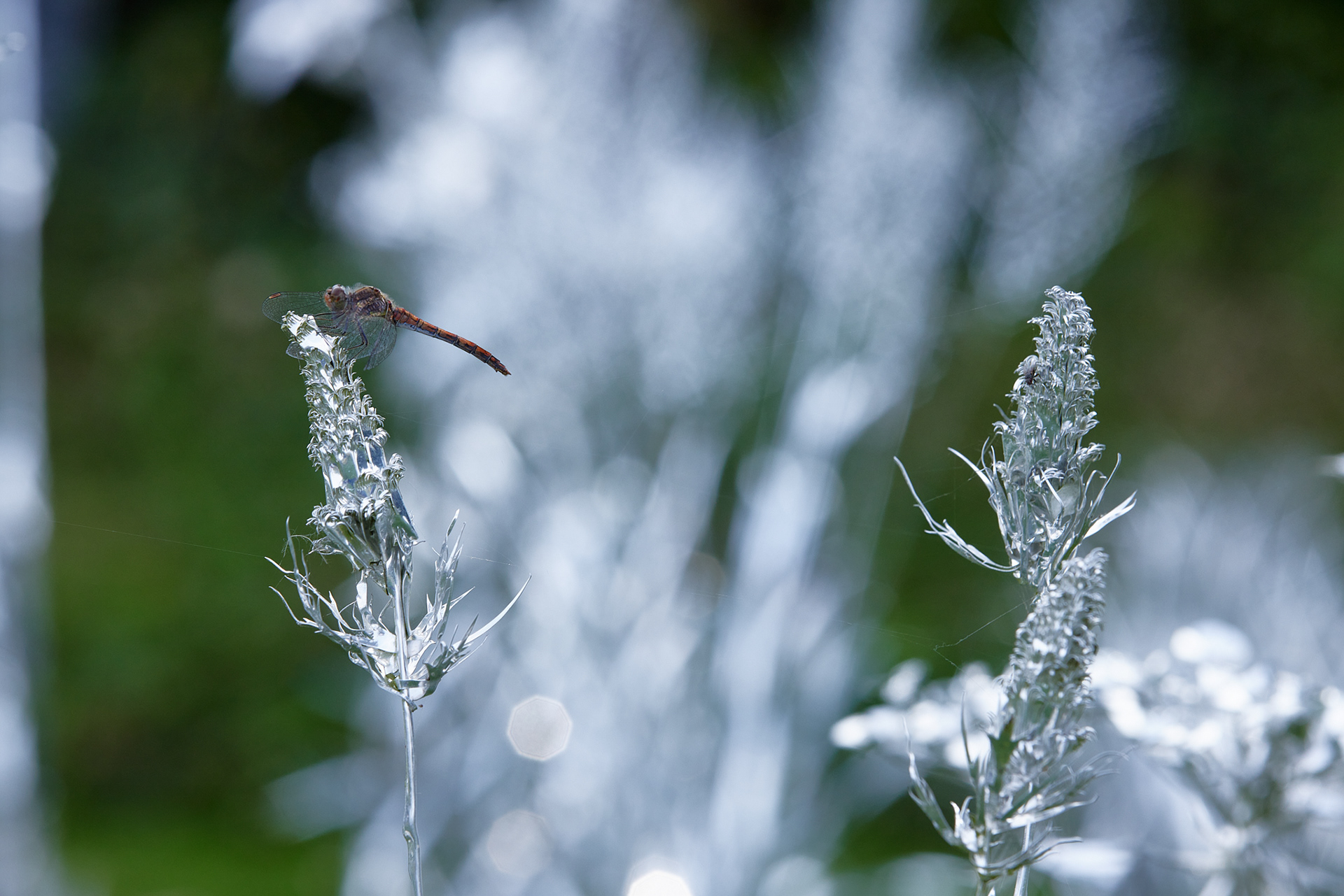 Title: The aluminum garden -structural studies of plants- mirror surface, Year:2024 Photo by Shinji Minegishi