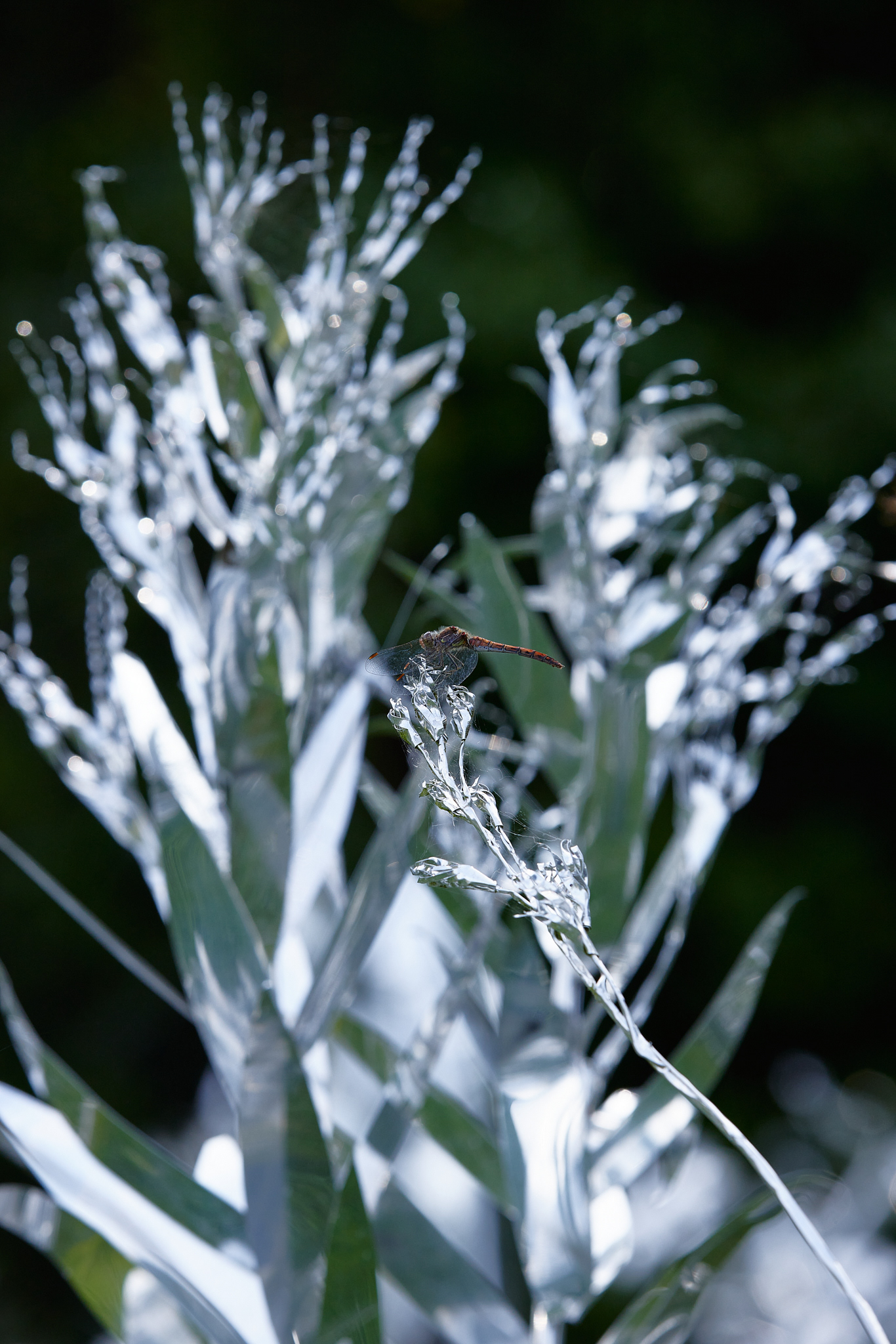 Title: The aluminum garden -structural studies of plants- mirror surface, Year:2024 Photo by Shinji Minegishi