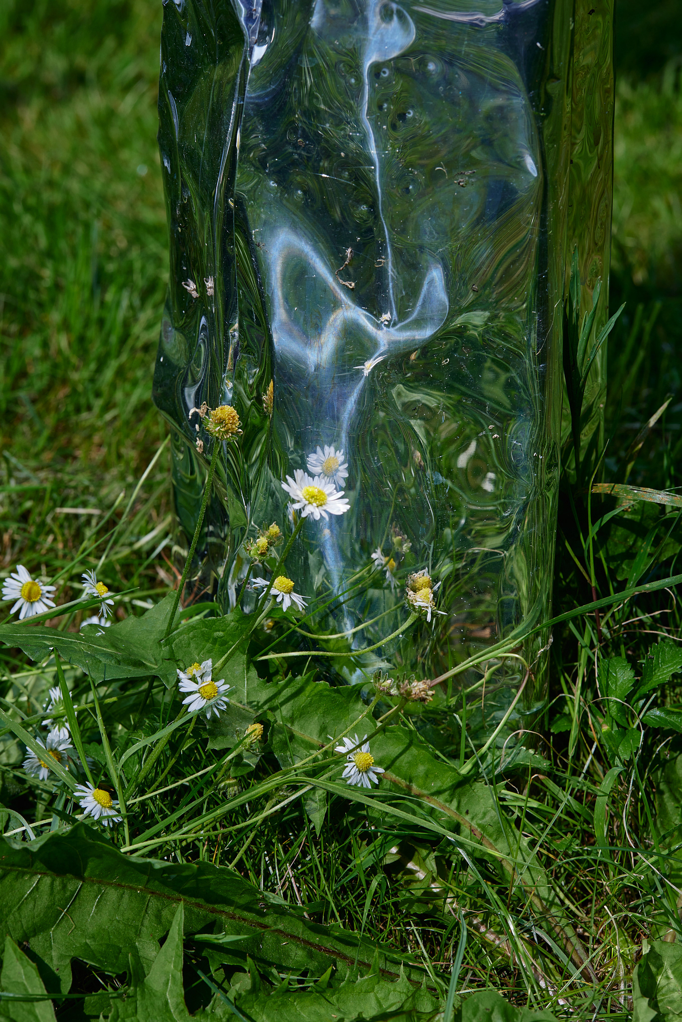 Title: The aluminum garden -structural studies of plants- mirror surface, Year:2024 Photo by Shinji Minegishi