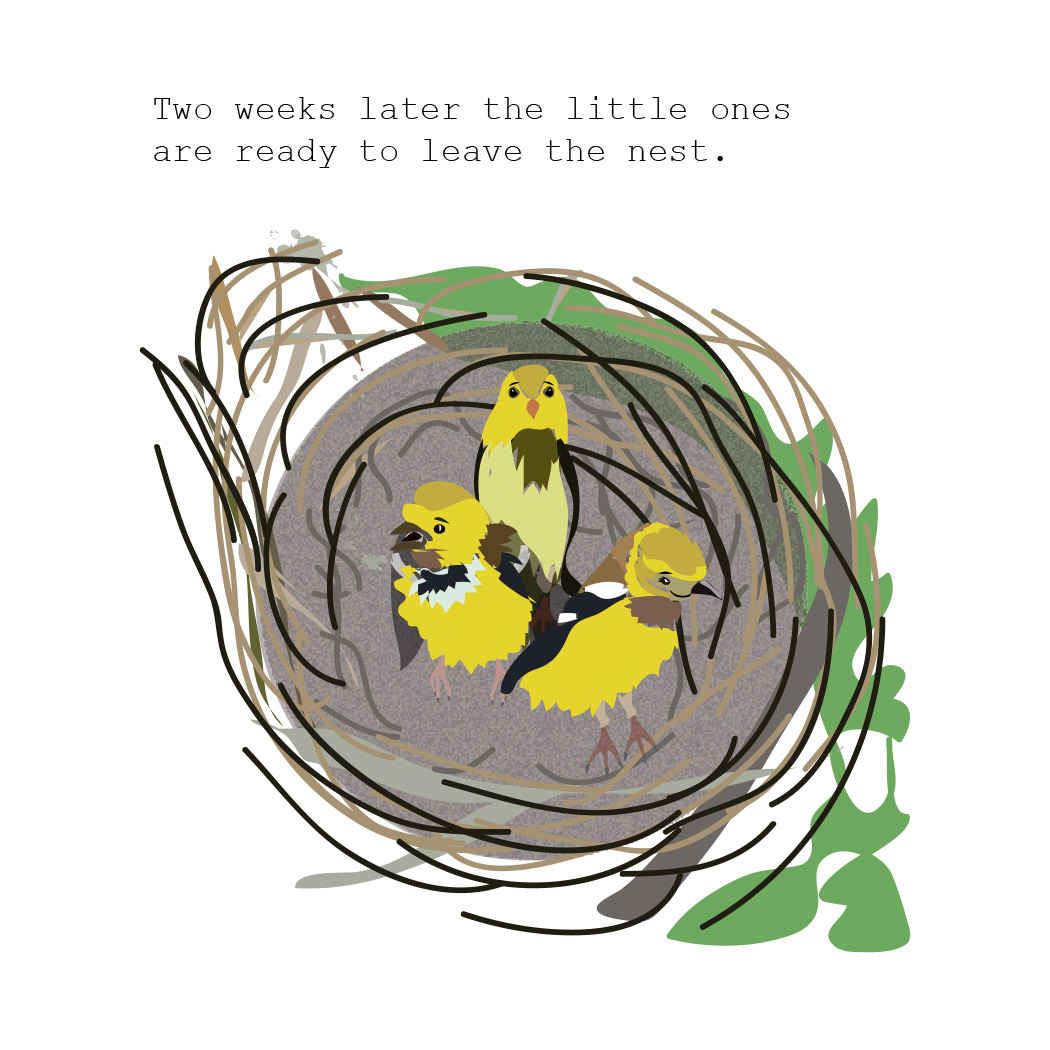 Book Illustration