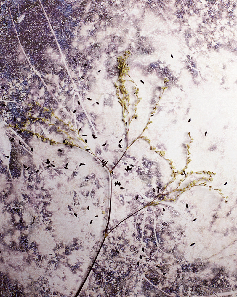 Untitled (Autumn 3), 2013 Gicleé print 18 x 23 cm, Edition 10 + 2 AP, Prints available