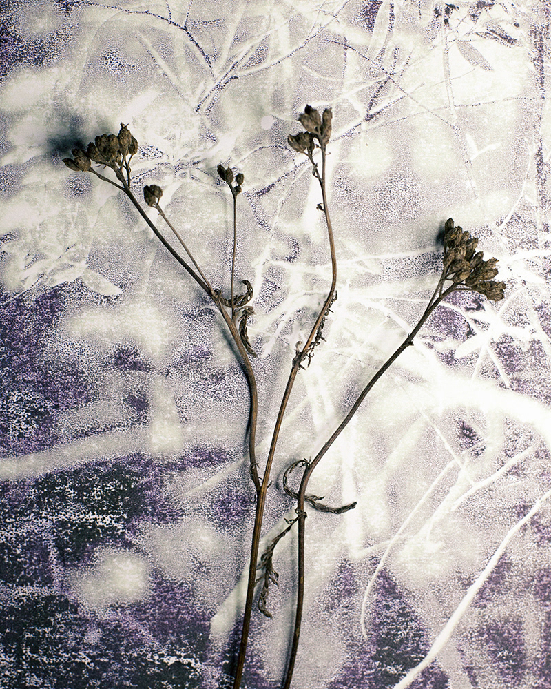 Untitled (Autumn 9), 2013 Gicleé print 18 x 23 cm, Edition 10 + 2 AP, Prints available