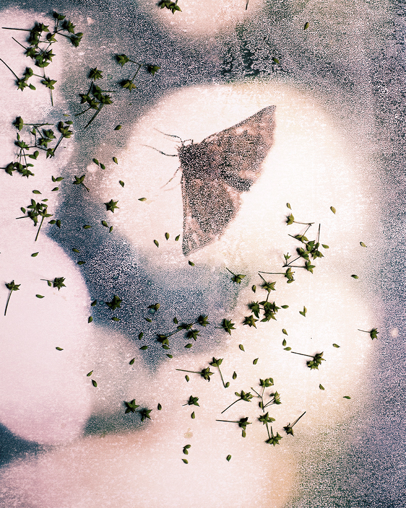 Untitled (Autumn 1), 2013 Gicleé print 18 x 23 cm, Edition 10 + 2 AP, Prints available