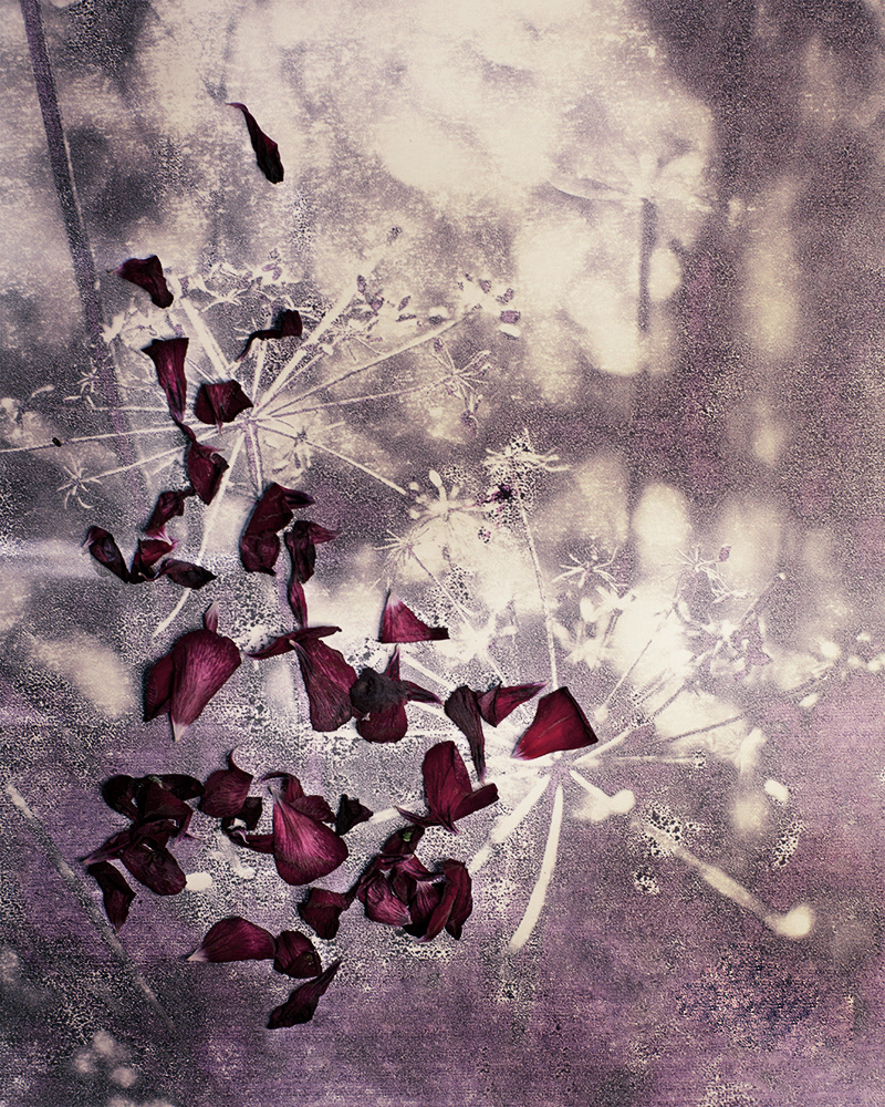 Untitled (Autumn 2), 2013 Gicleé print 18 x 23 cm, Edition 10 + 2 AP, Prints available