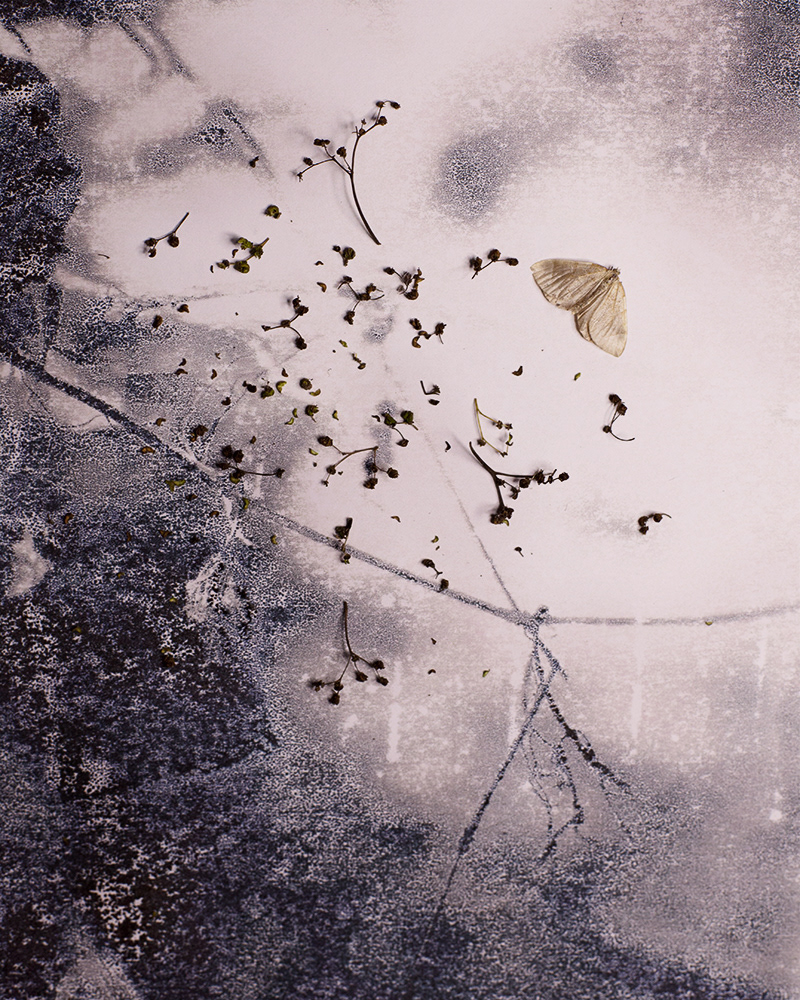 Untitled (Autumn 8), 2013 Gicleé print 18 x 23 cm, Edition 10 + 2 AP, Prints available