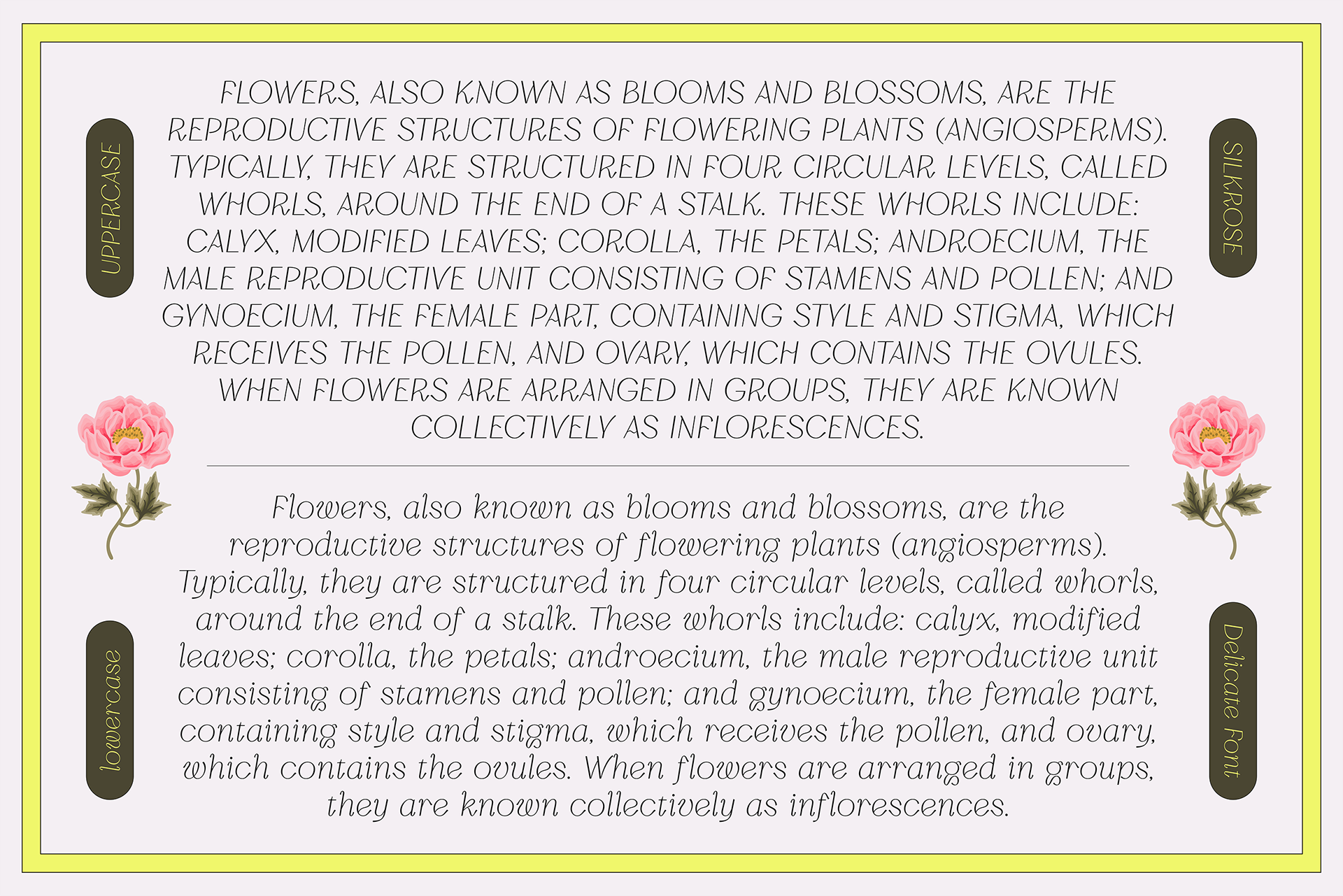 Sample uppercase and lowercase text of Silkrose display typeface with peony flower elements