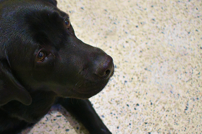 Close-up of the face of a black lab dog.