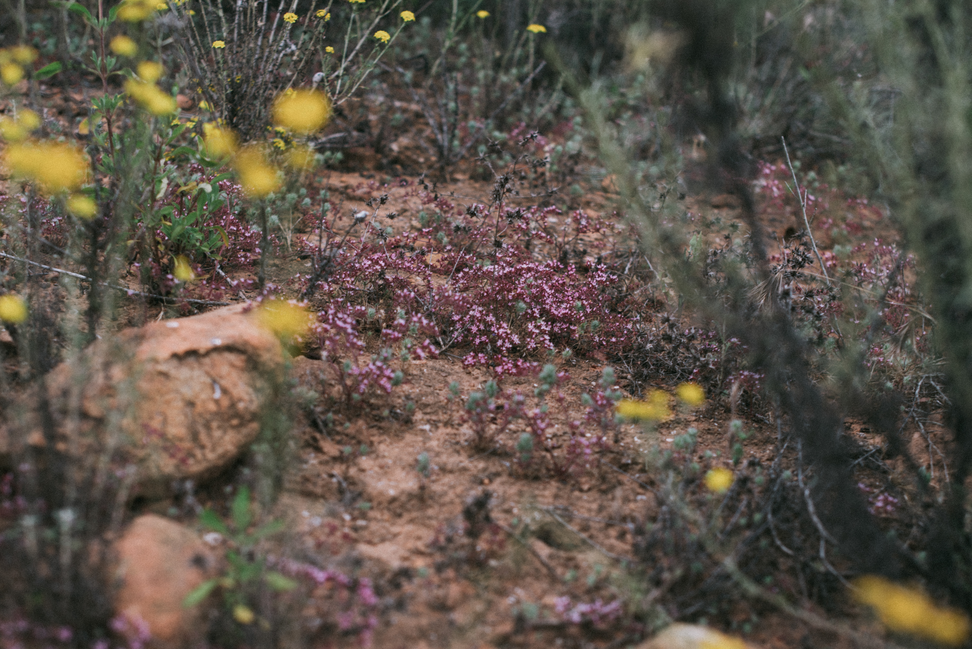fringed spineflower // Chorizanthe leptotheca 